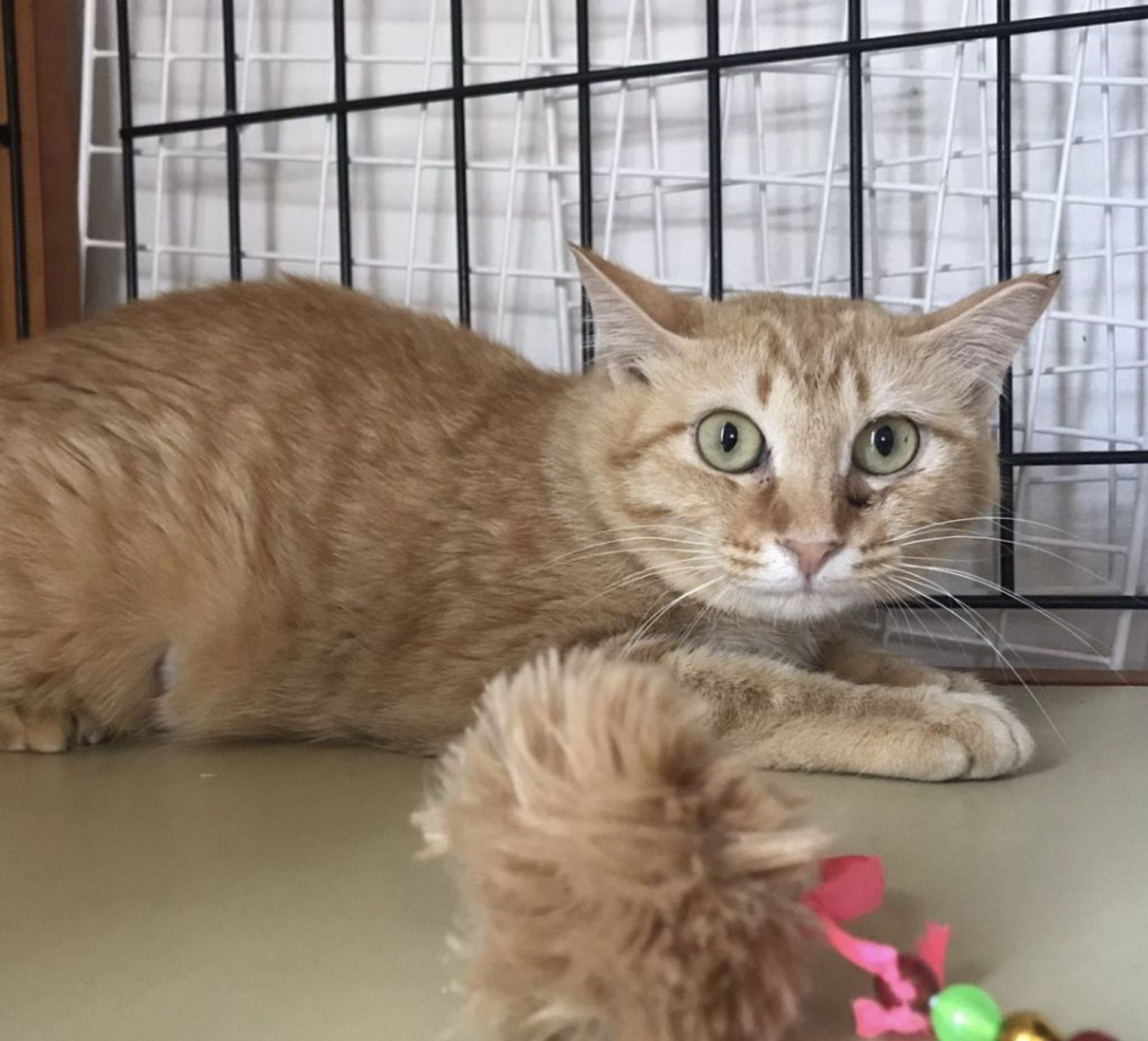 雑種（ミックス猫）・メスの里親募集の写真