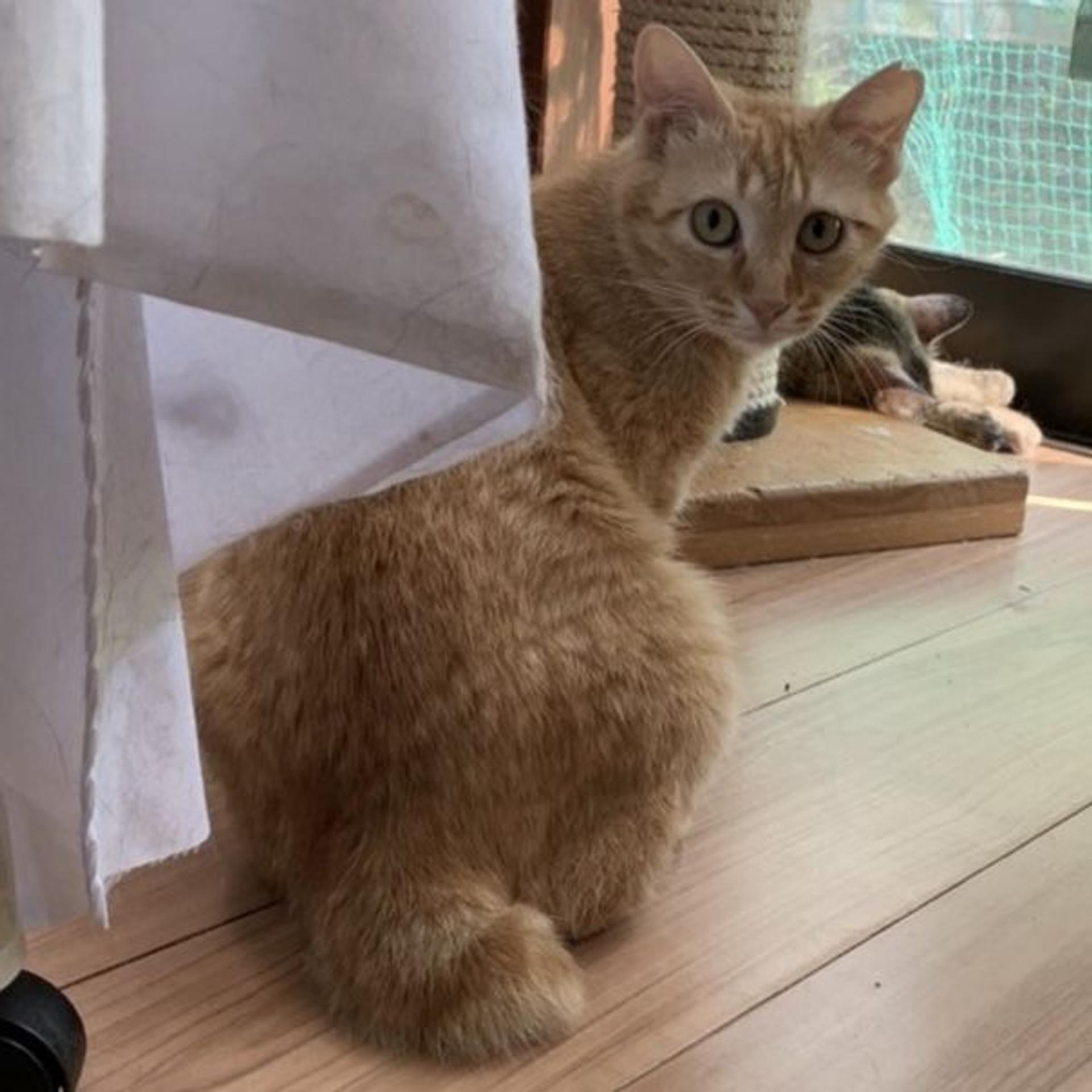 pet-image-3