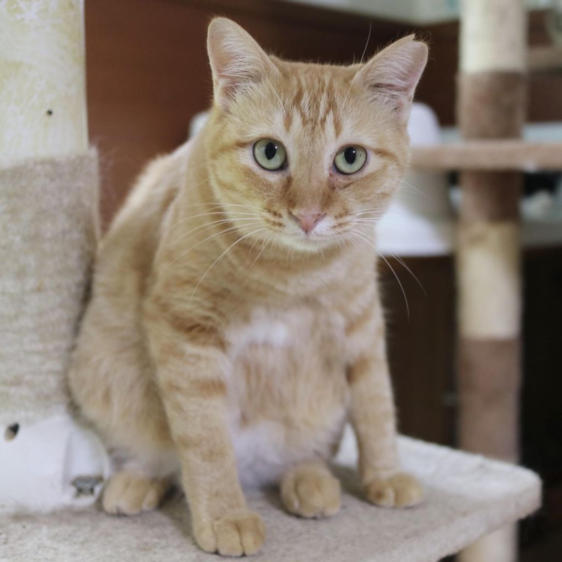pet-image-2