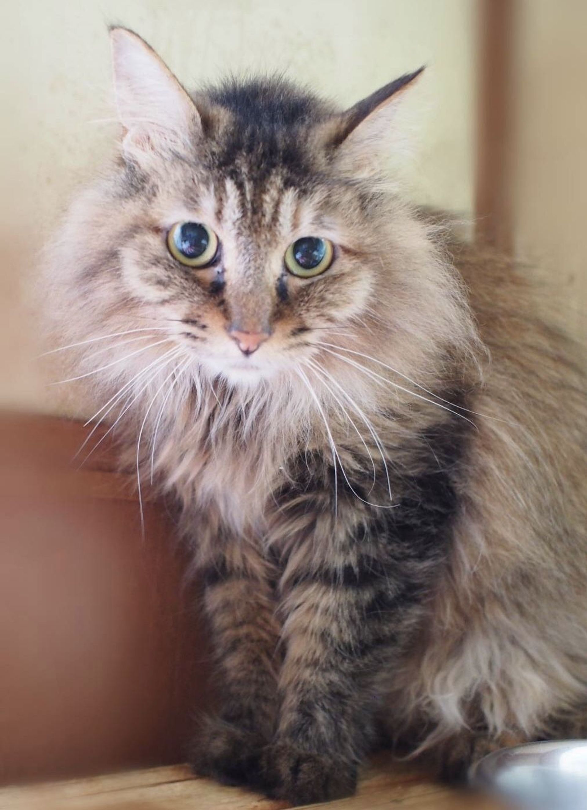 雑種（ミックス猫）・メスの里親募集の写真