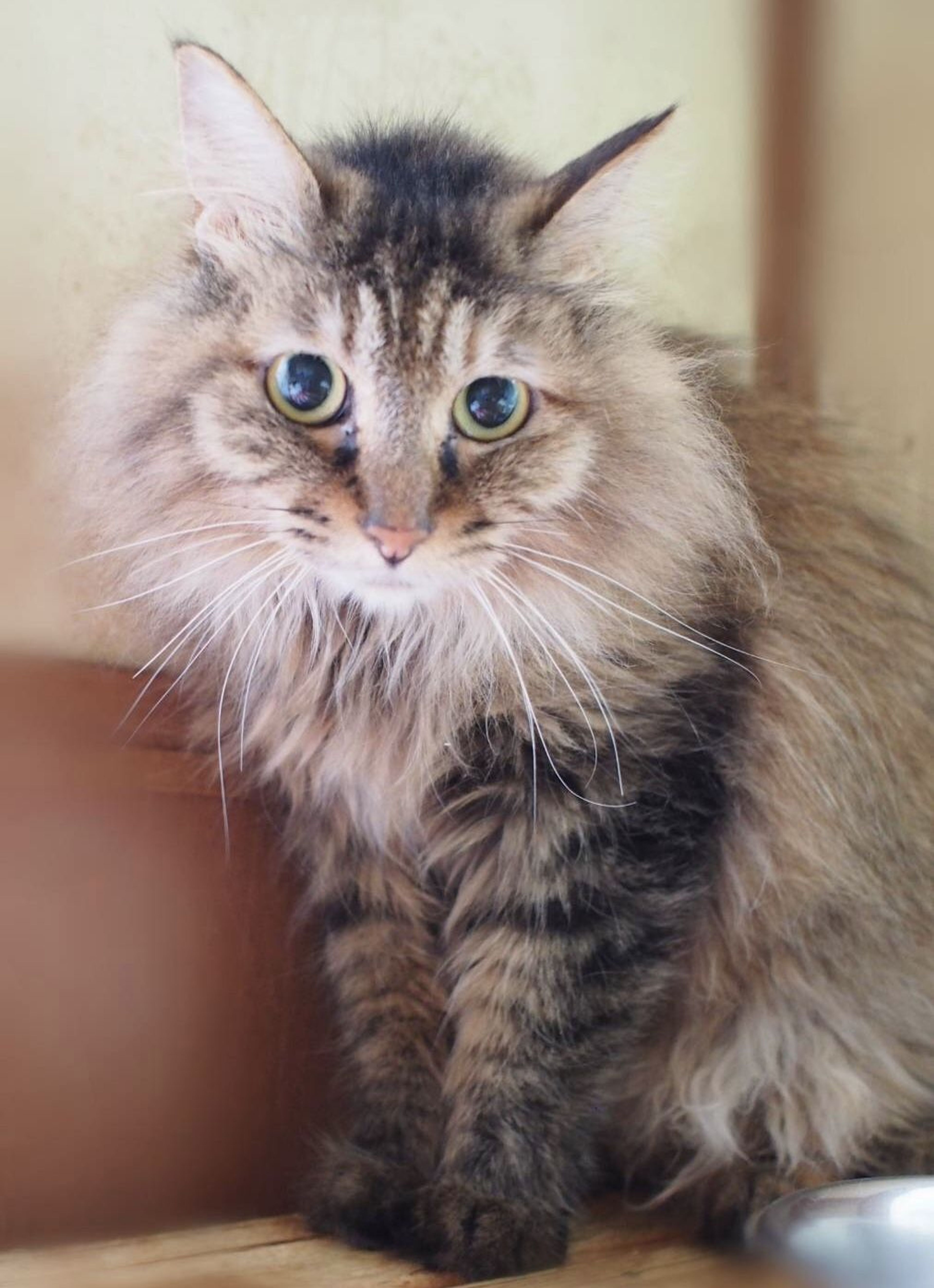 雑種（ミックス猫）・メスの里親募集の写真