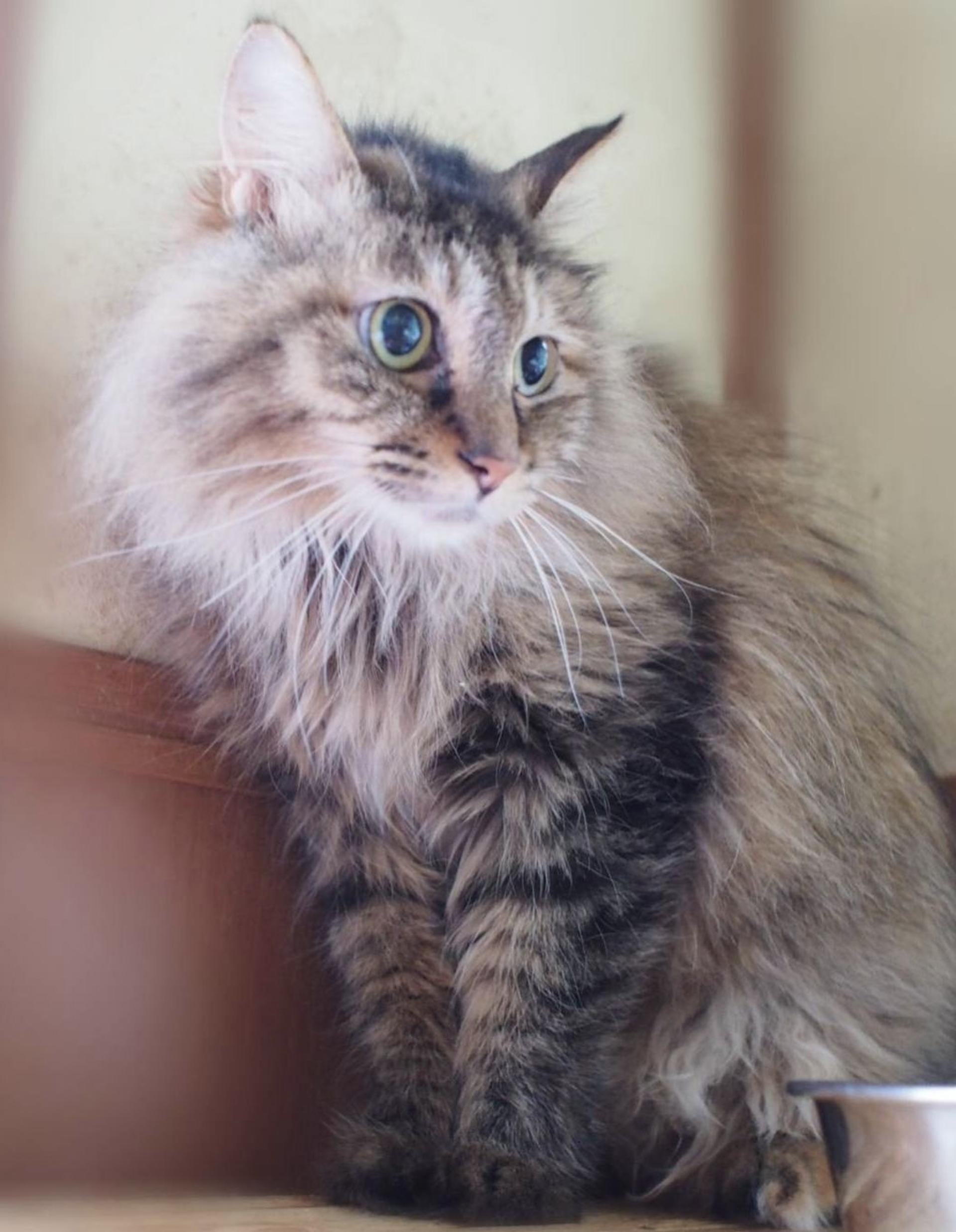 pet-image-2