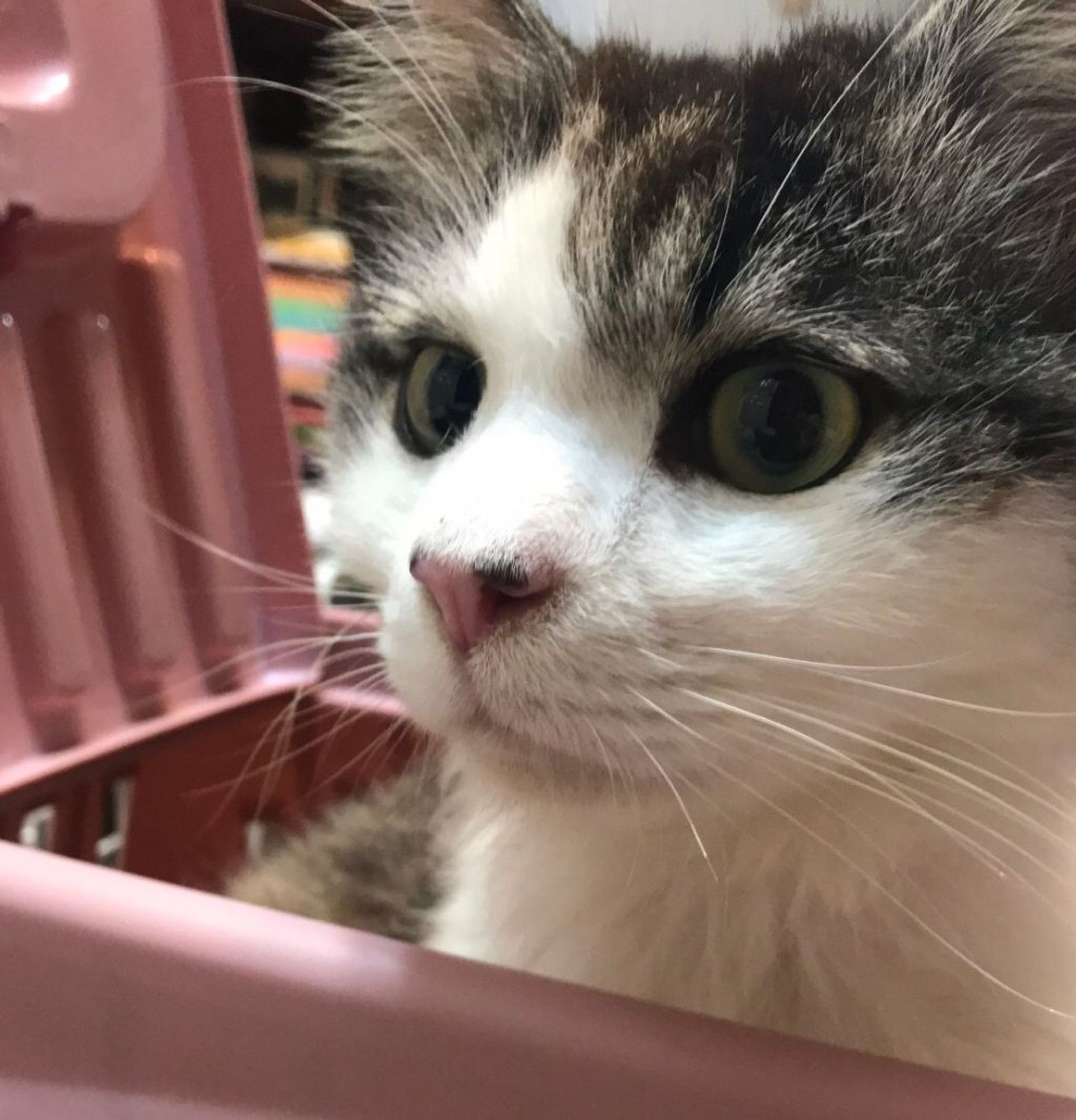 雑種（ミックス猫）・オスの里親募集の写真