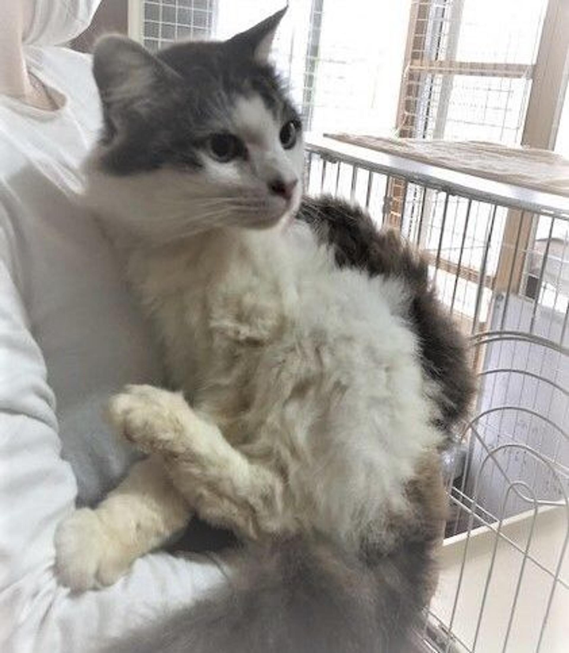 pet-image-2
