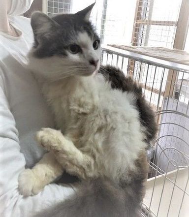 ホルン