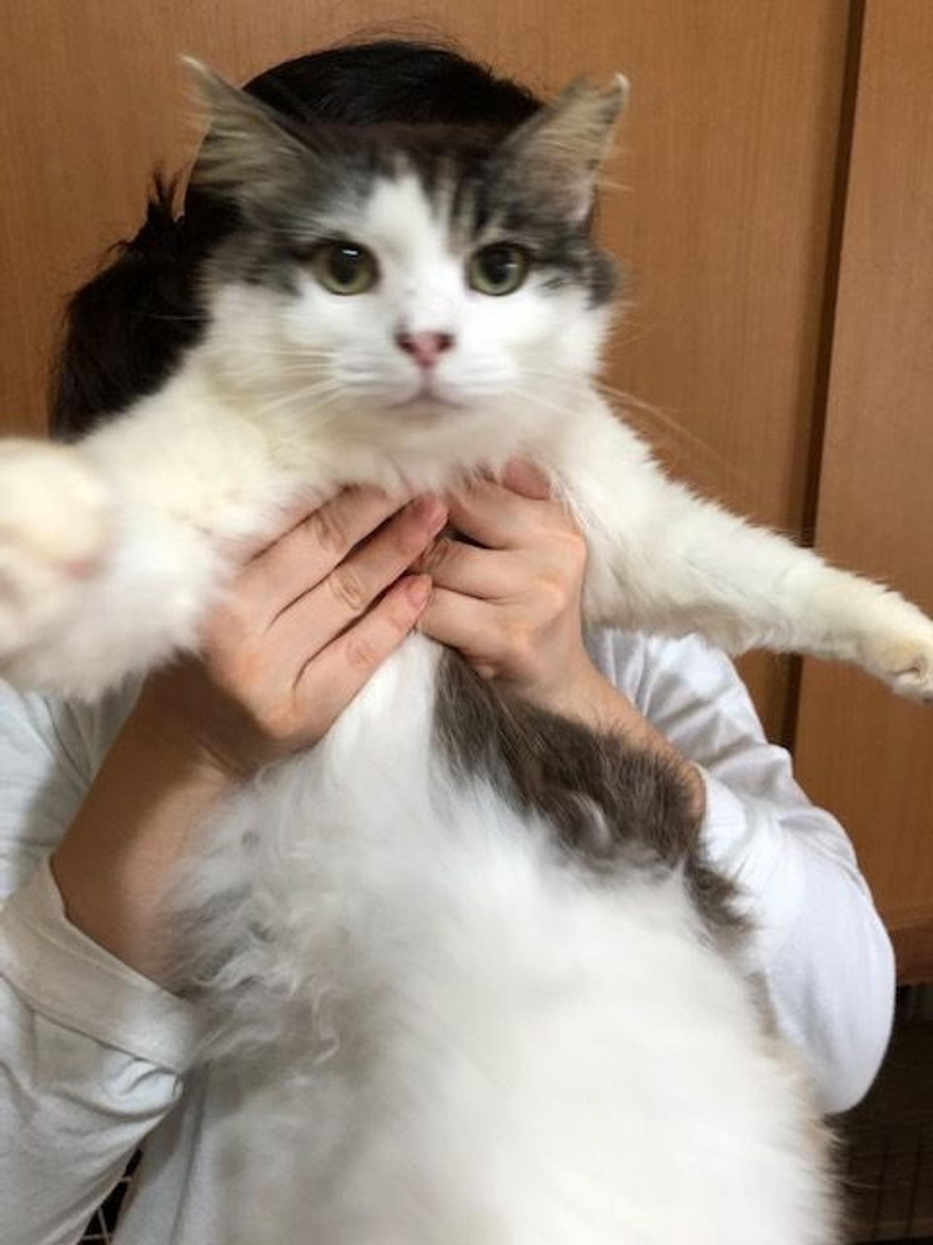 pet-image-4