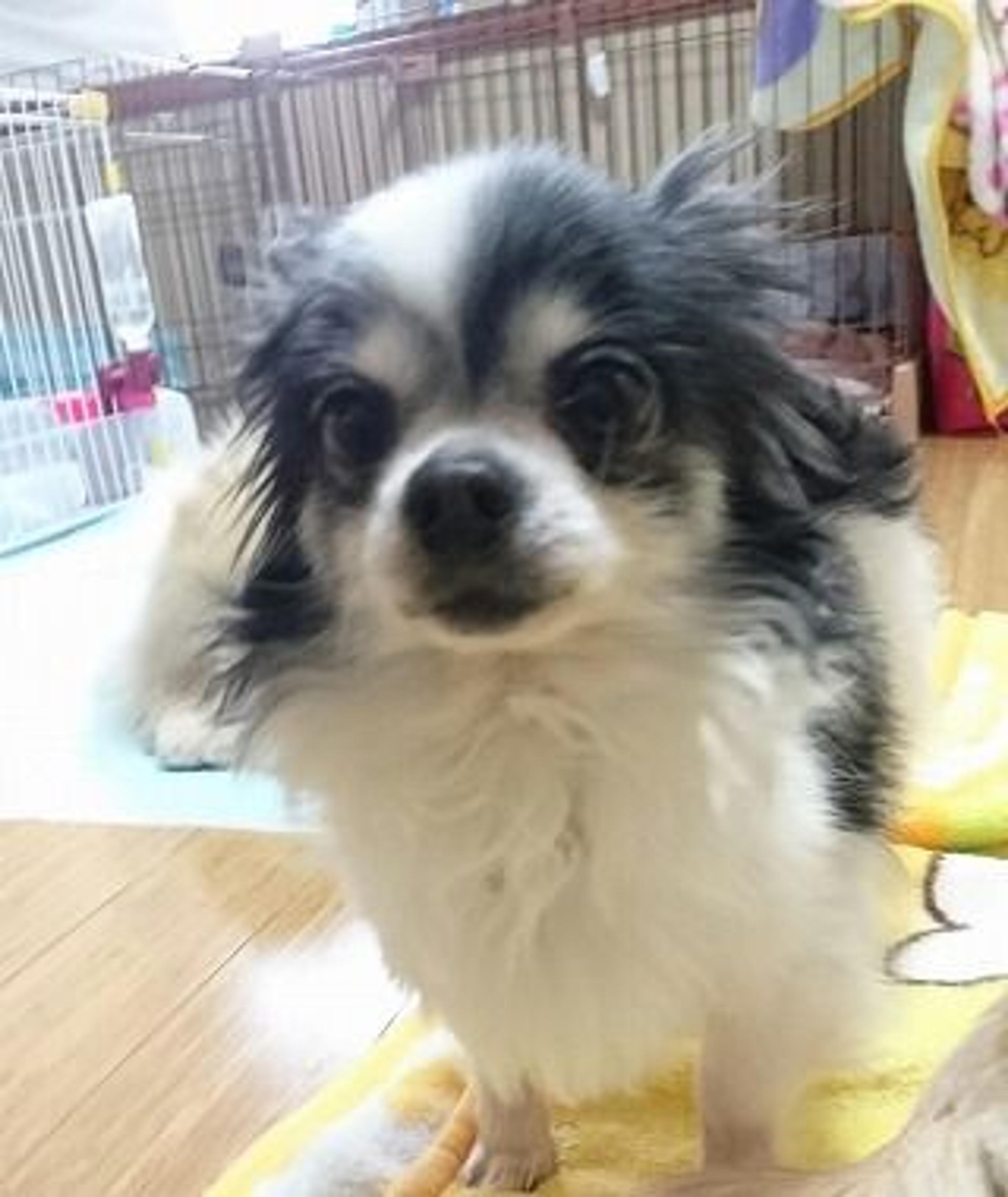 pet-image-2