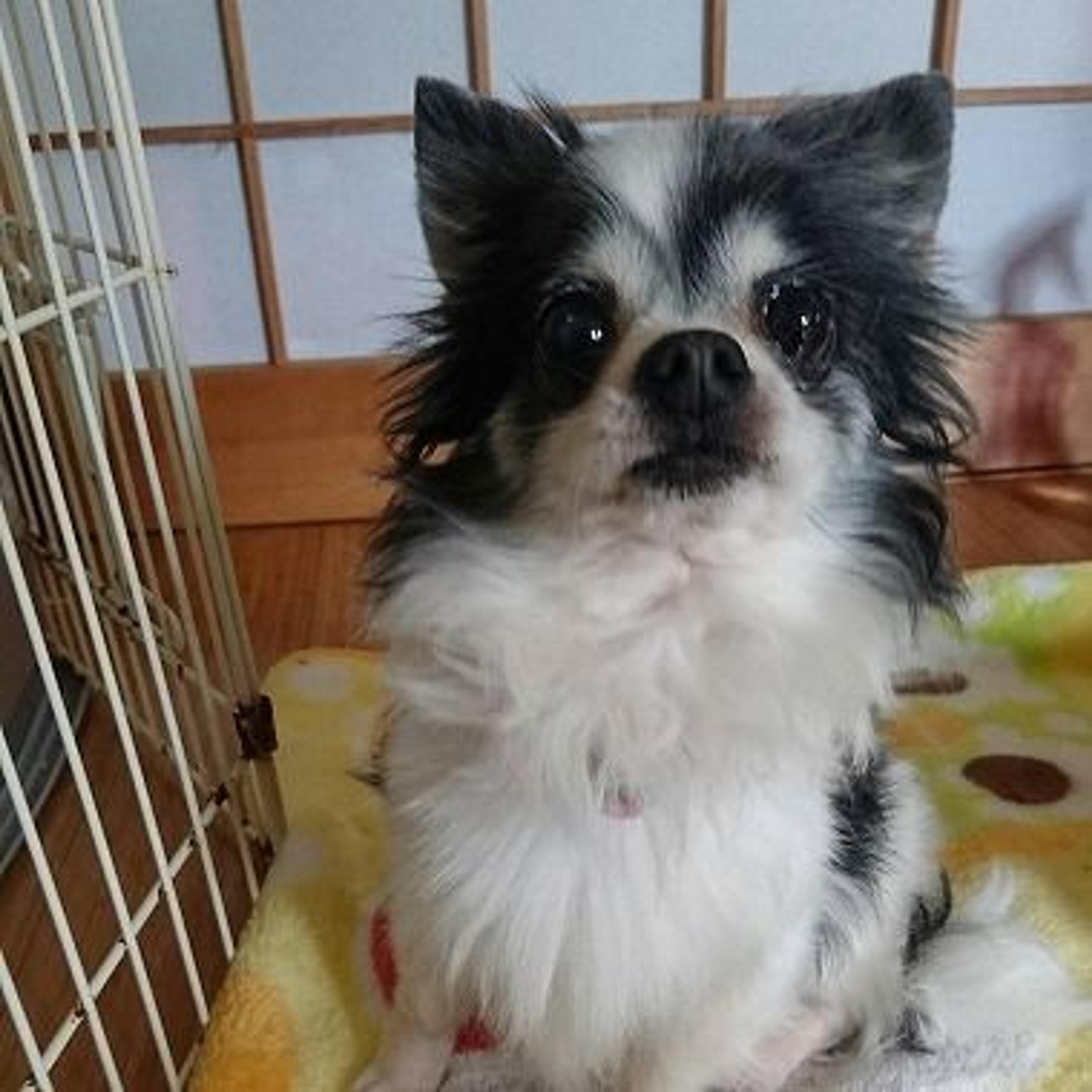 pet-image-3