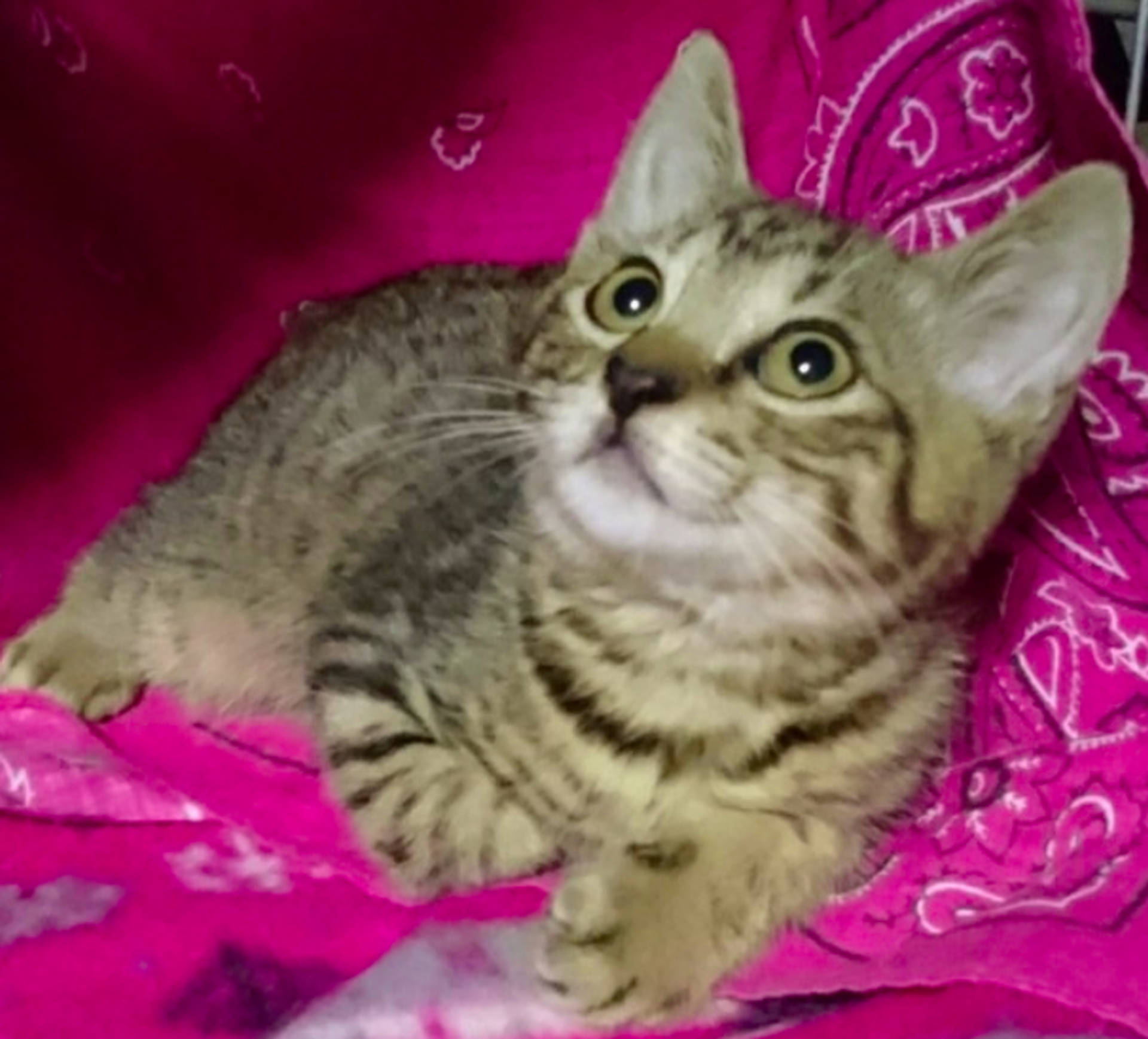 雑種（ミックス猫）・オスの里親募集の写真