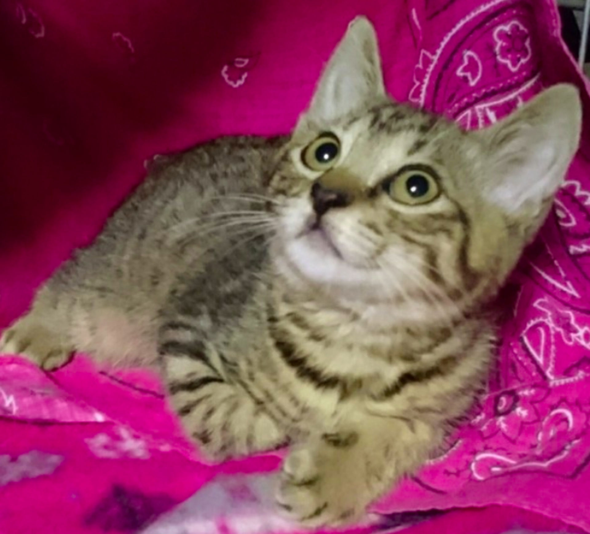 雑種（ミックス猫）・オスの里親募集の写真
