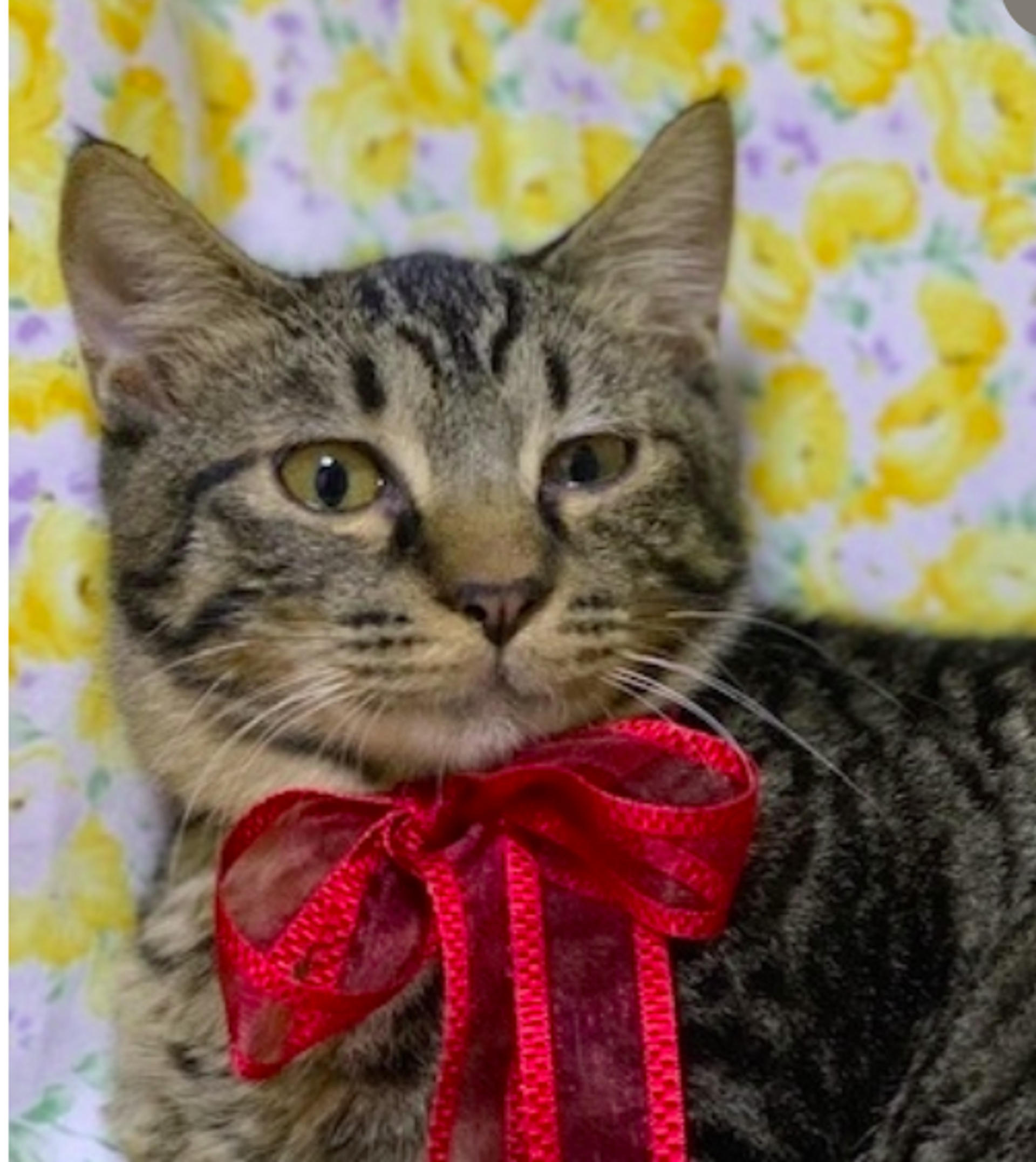pet-image-2