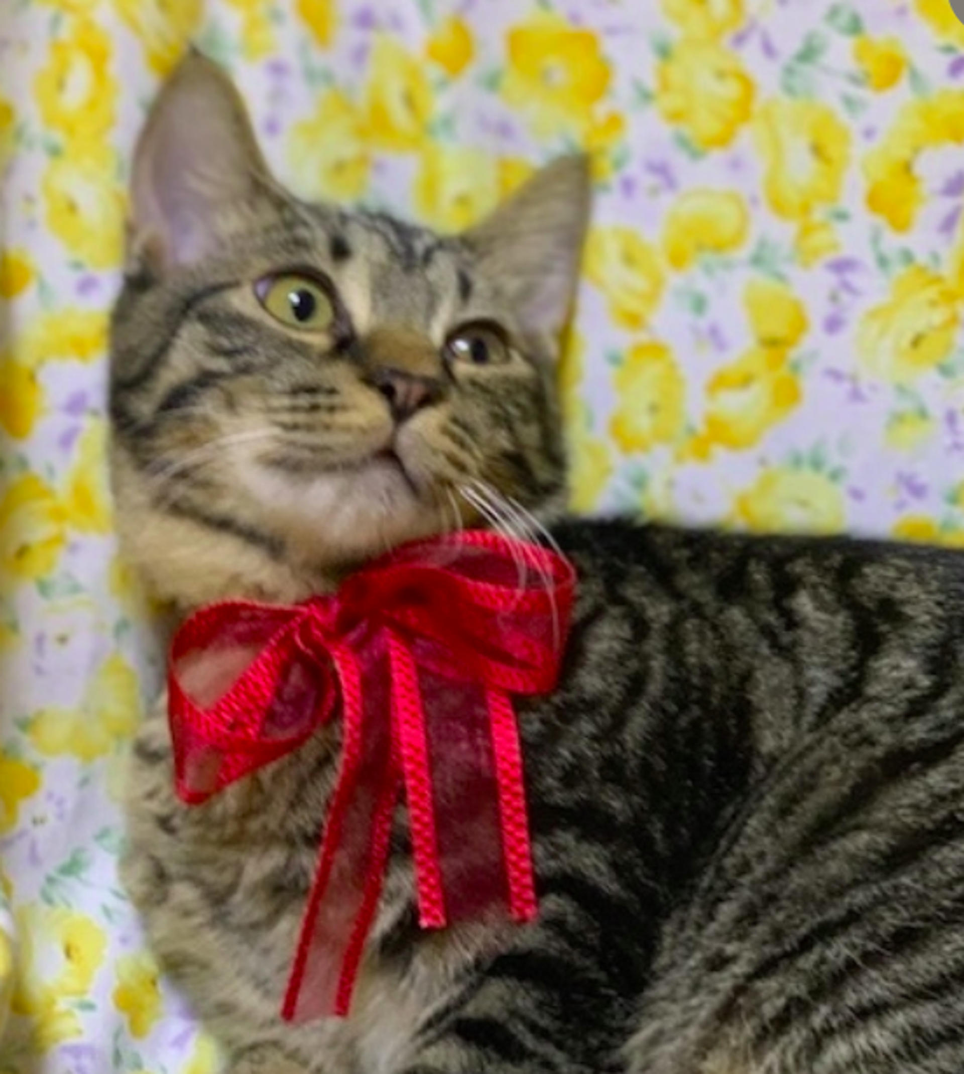 pet-image-3