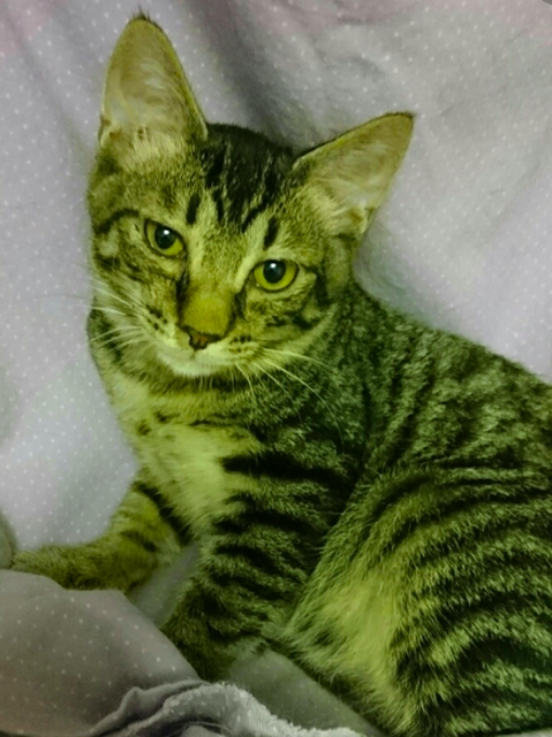 pet-image-4