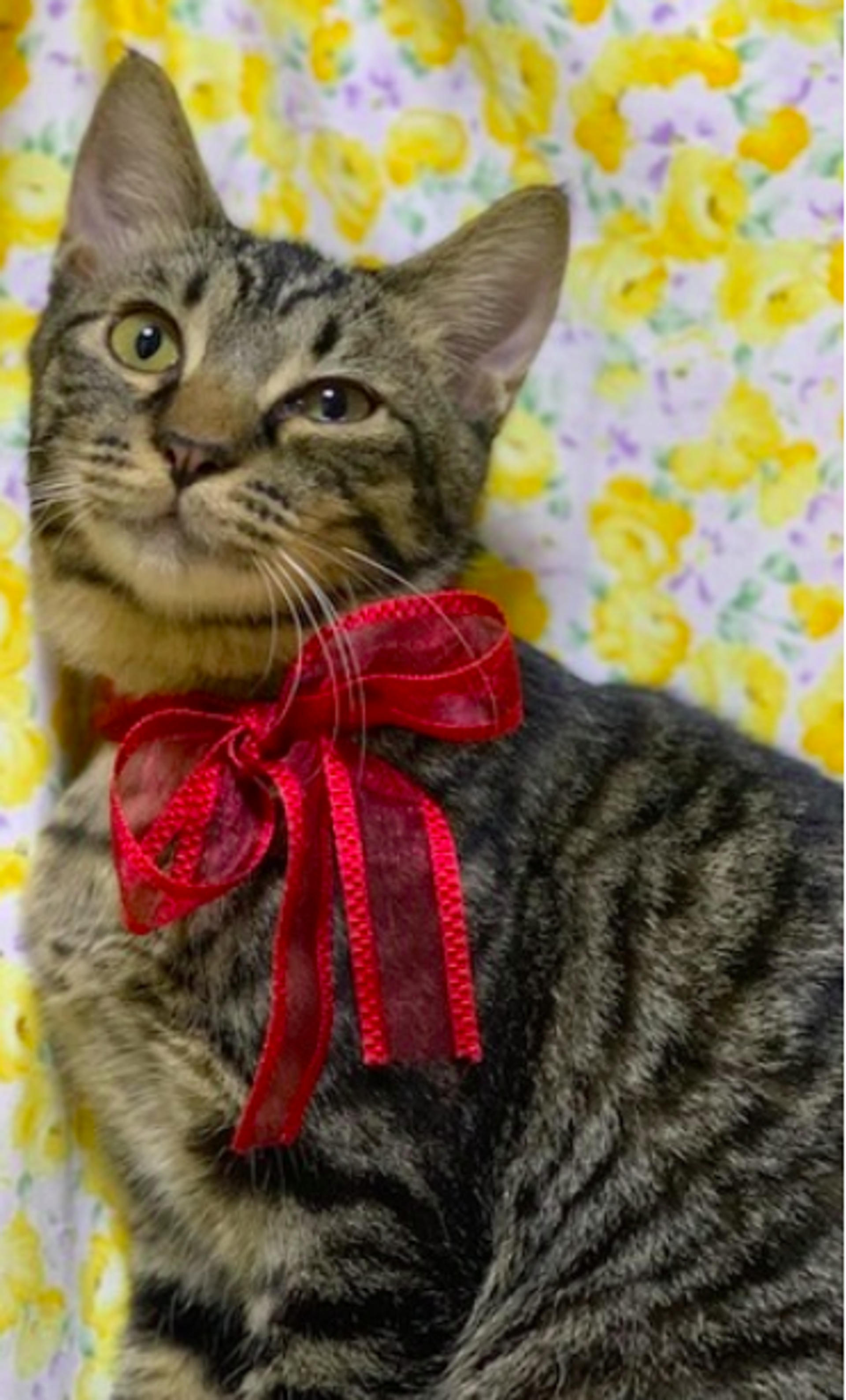 pet-image-6