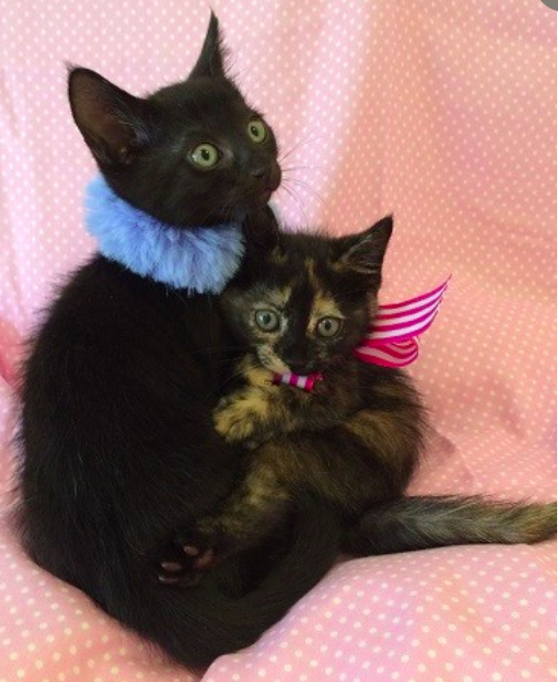 雑種（ミックス猫）・メスの里親募集の写真