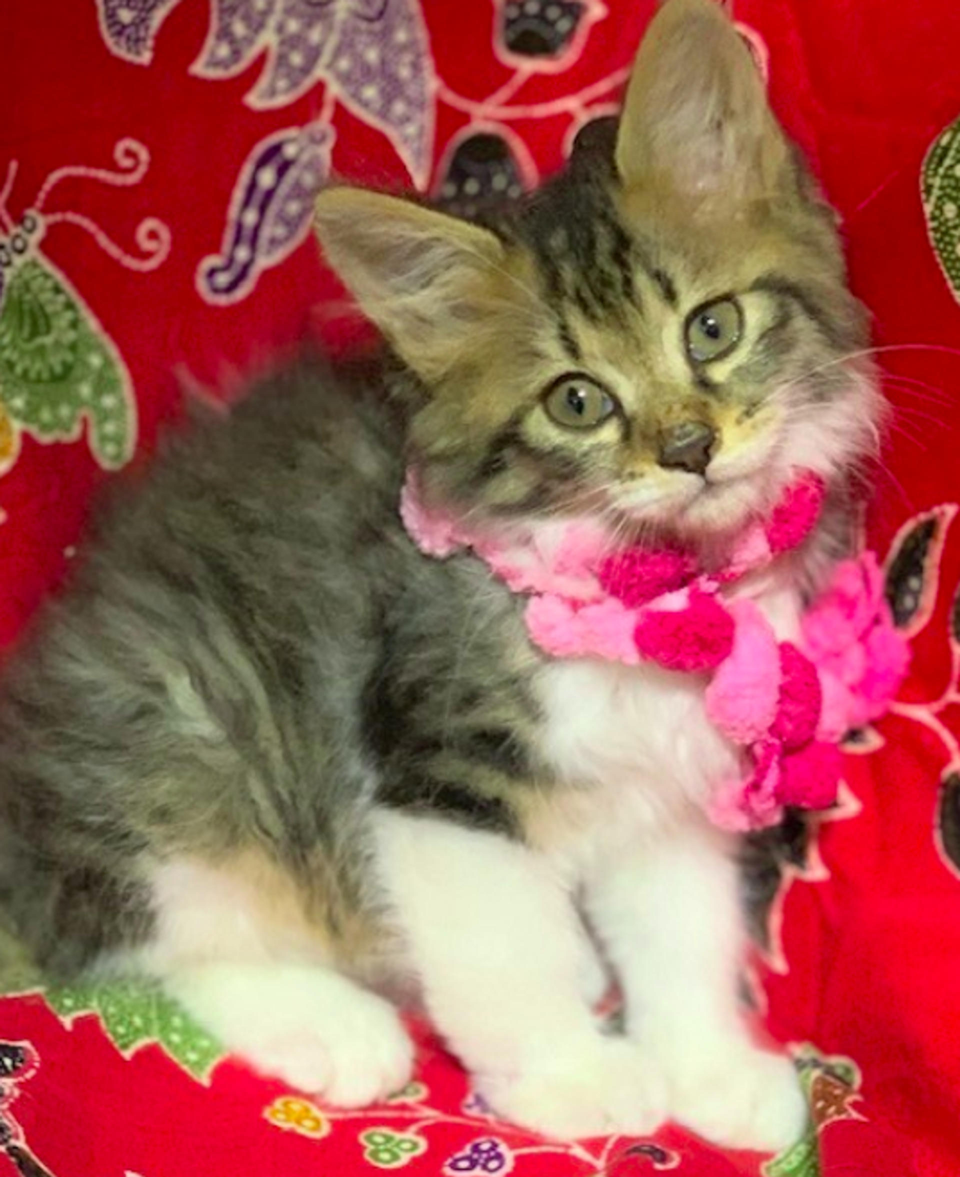 pet-image-3