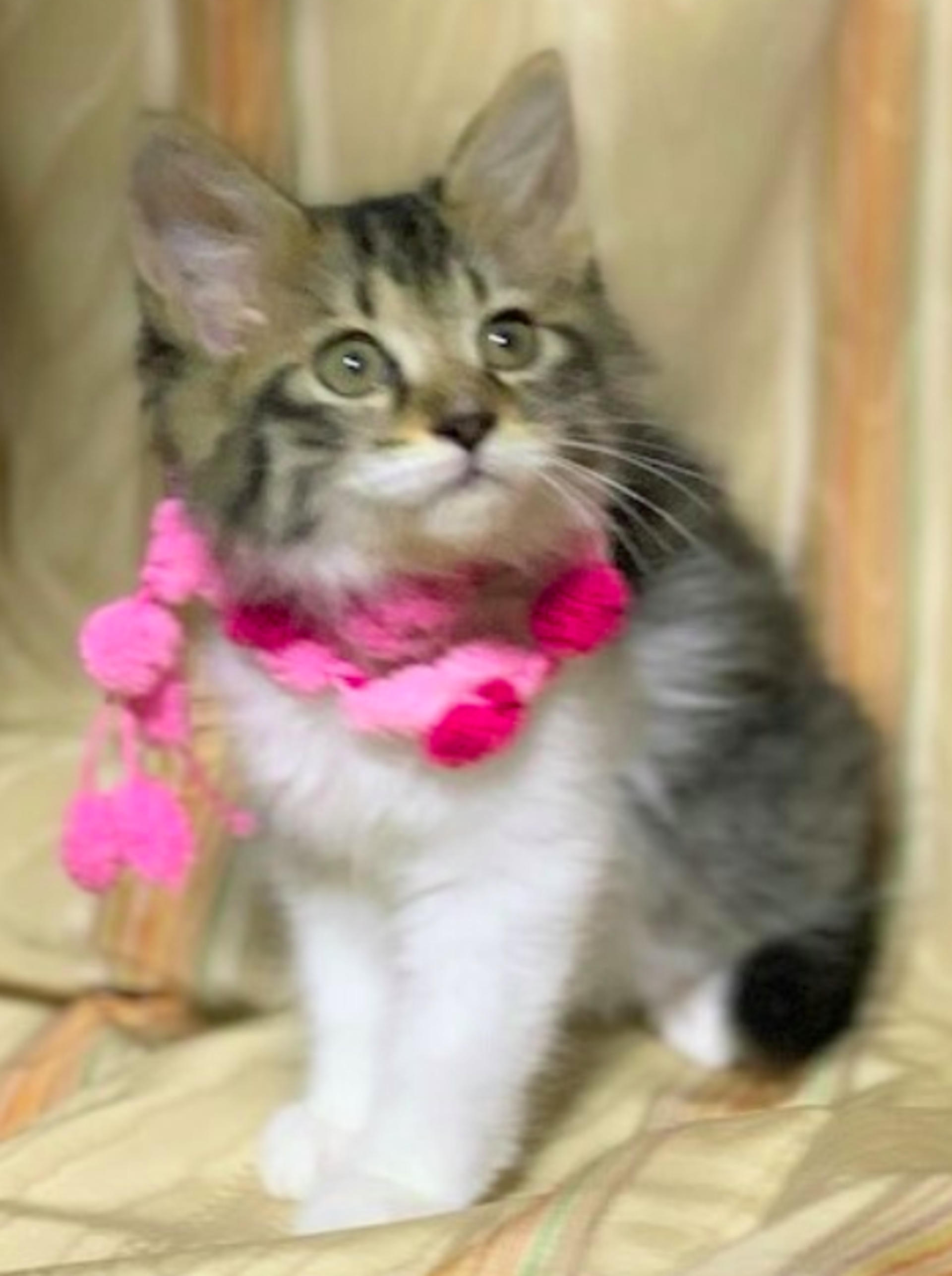 pet-image-5