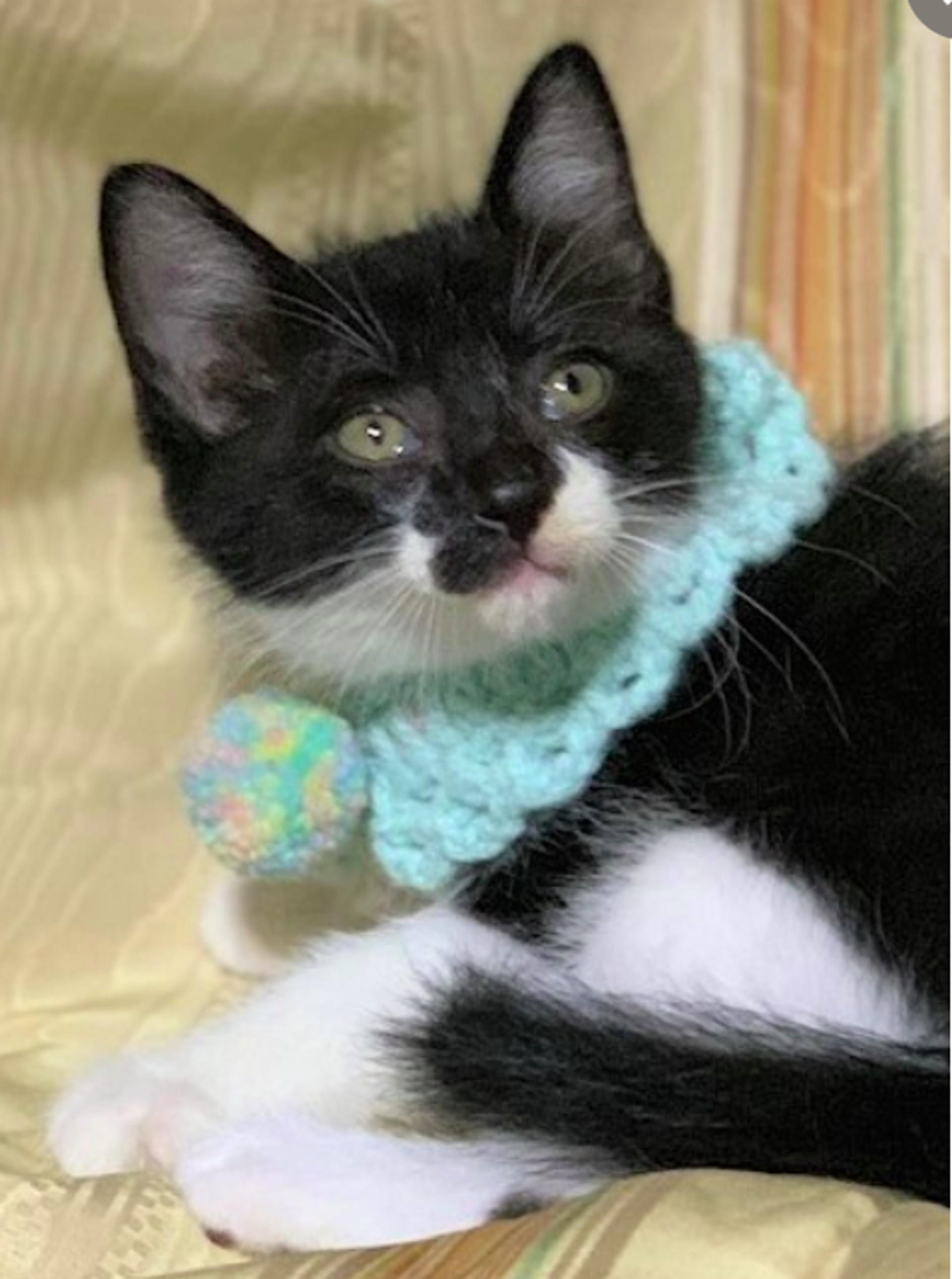 pet-image-2