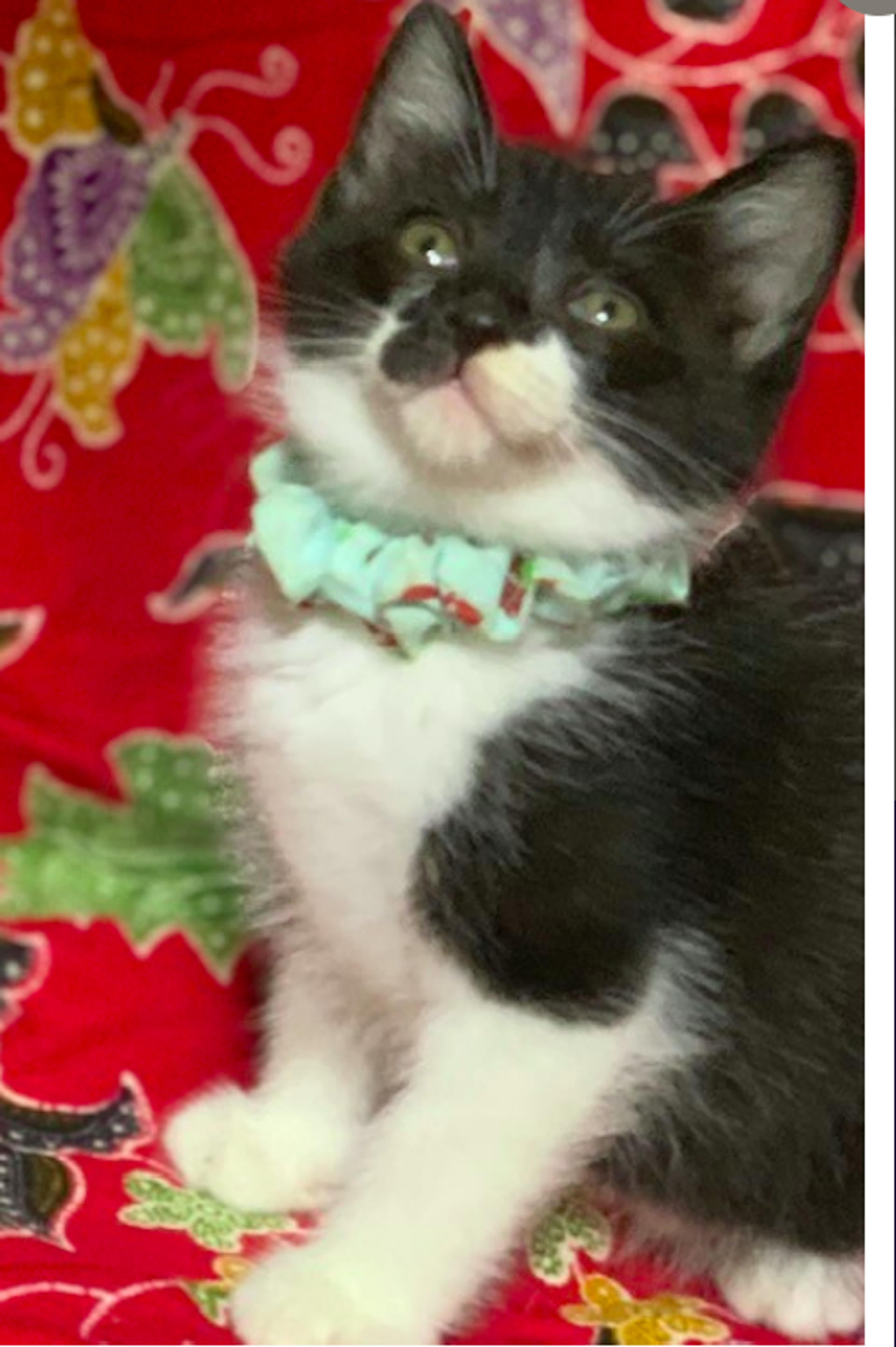 pet-image-3