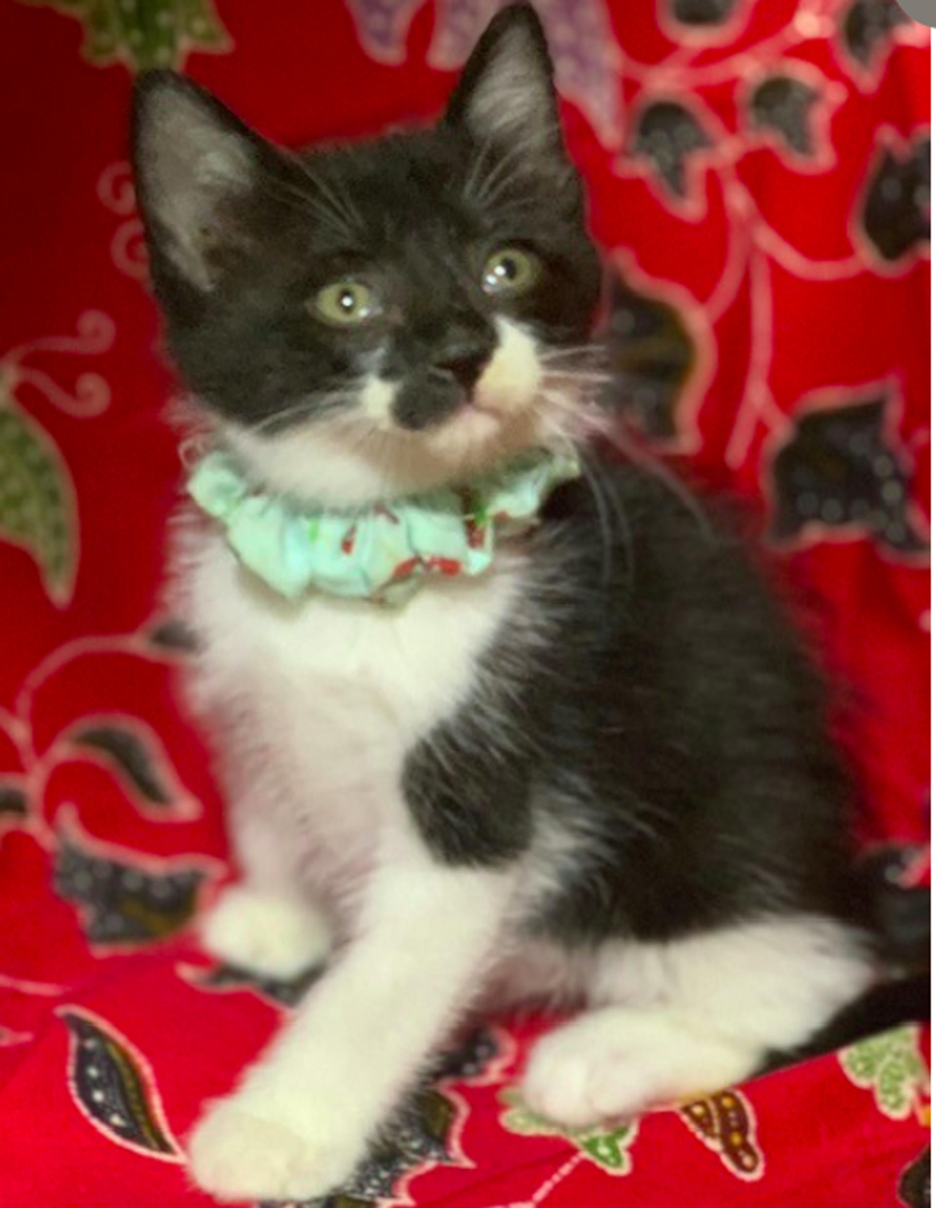 pet-image-4