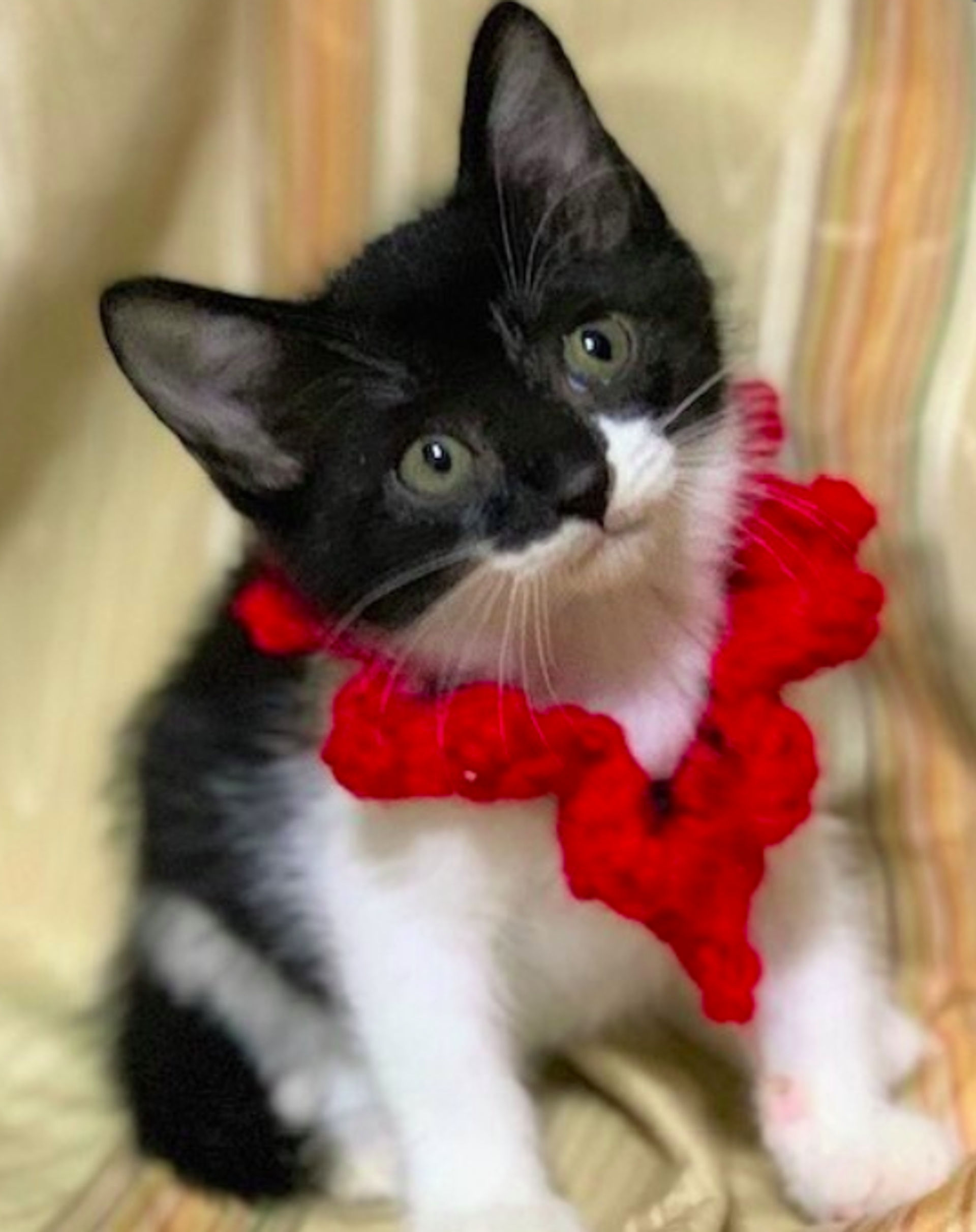 雑種（ミックス猫）・メスの里親募集の写真