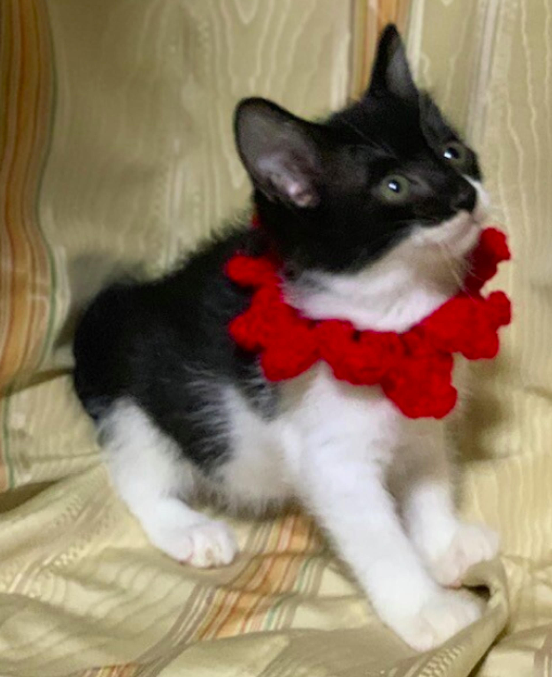 pet-image-2