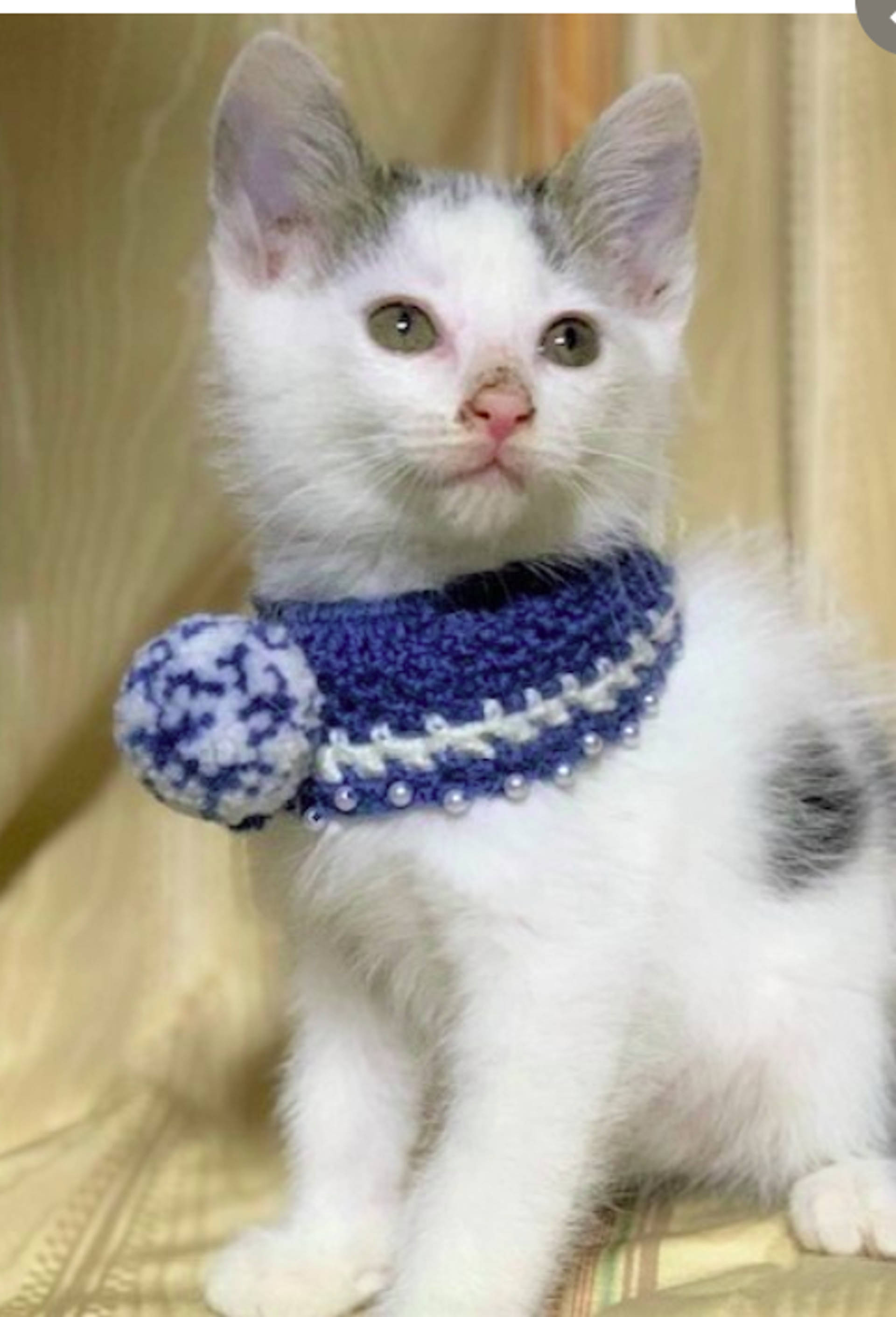 雑種（ミックス猫）・オスの里親募集の写真