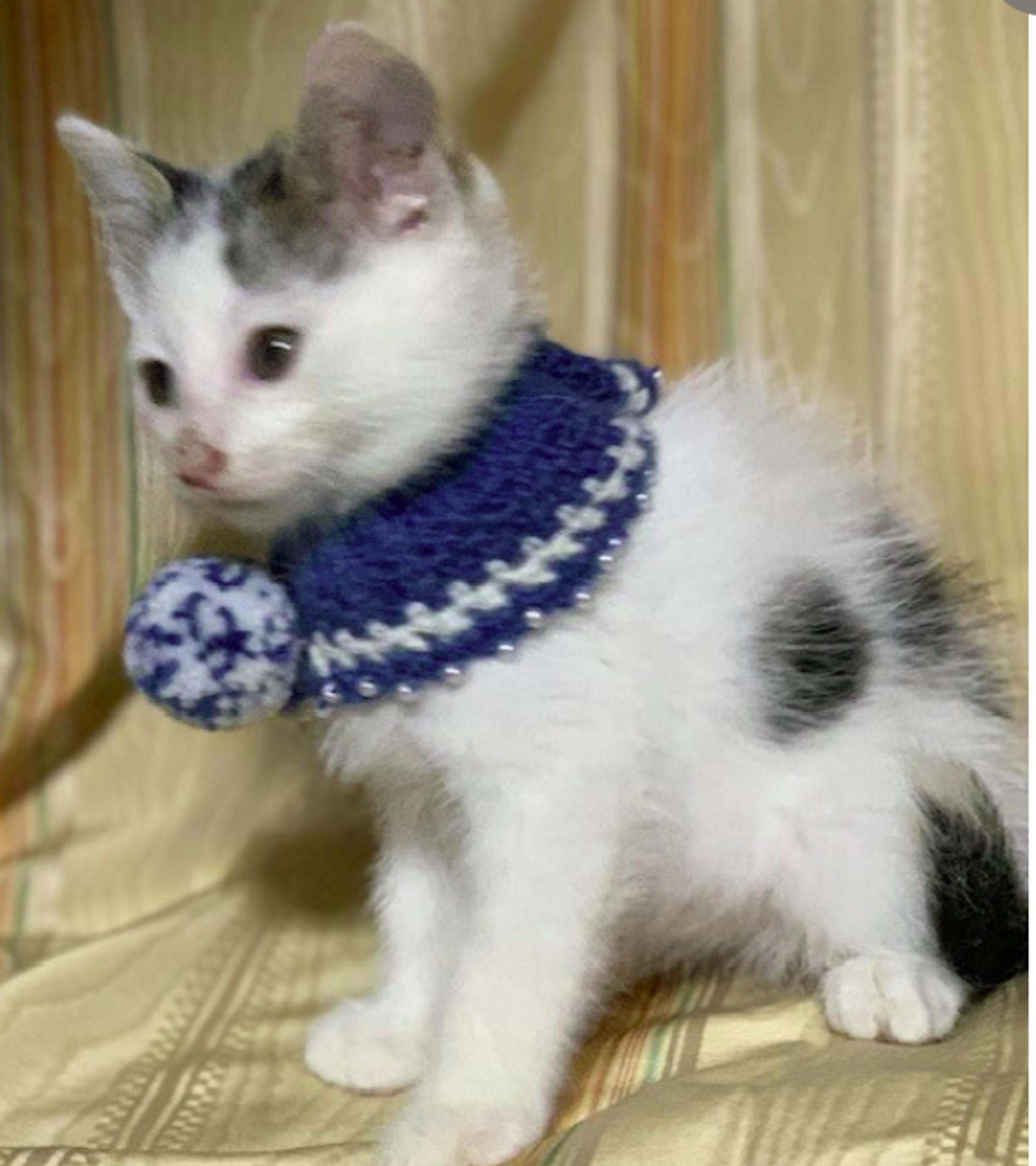 pet-image-2