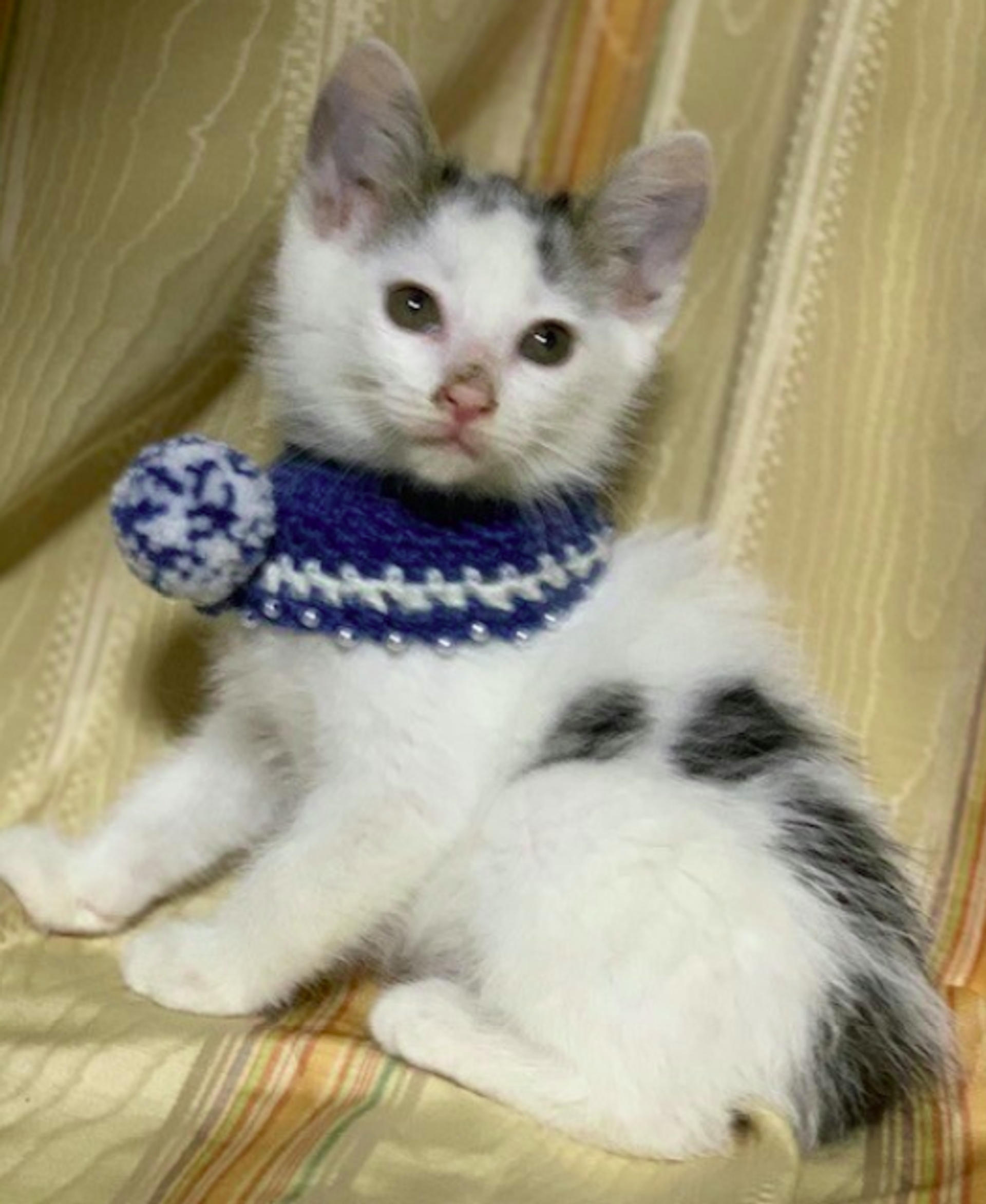 pet-image-4