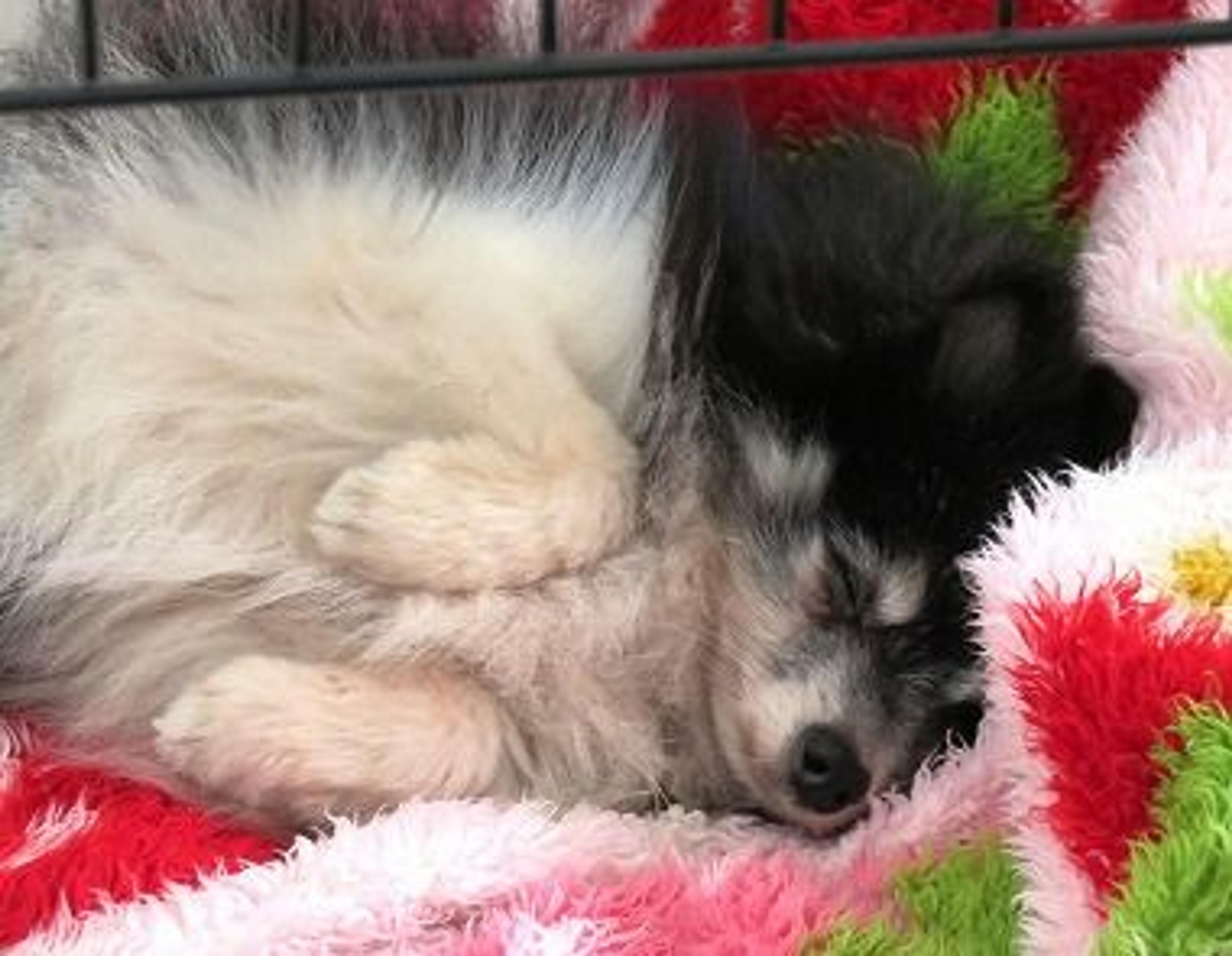 pet-image-3