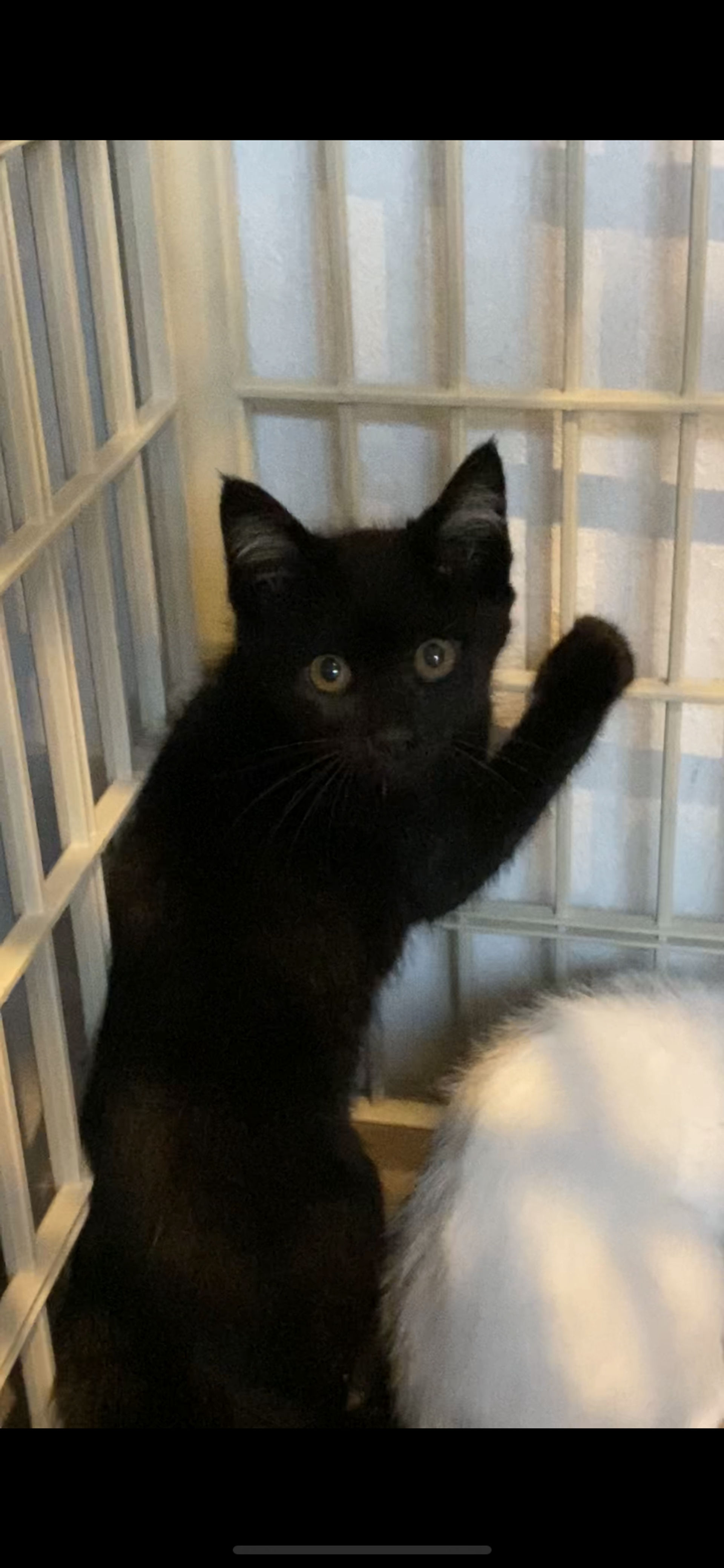 雑種（ミックス猫）・メスの里親募集の写真