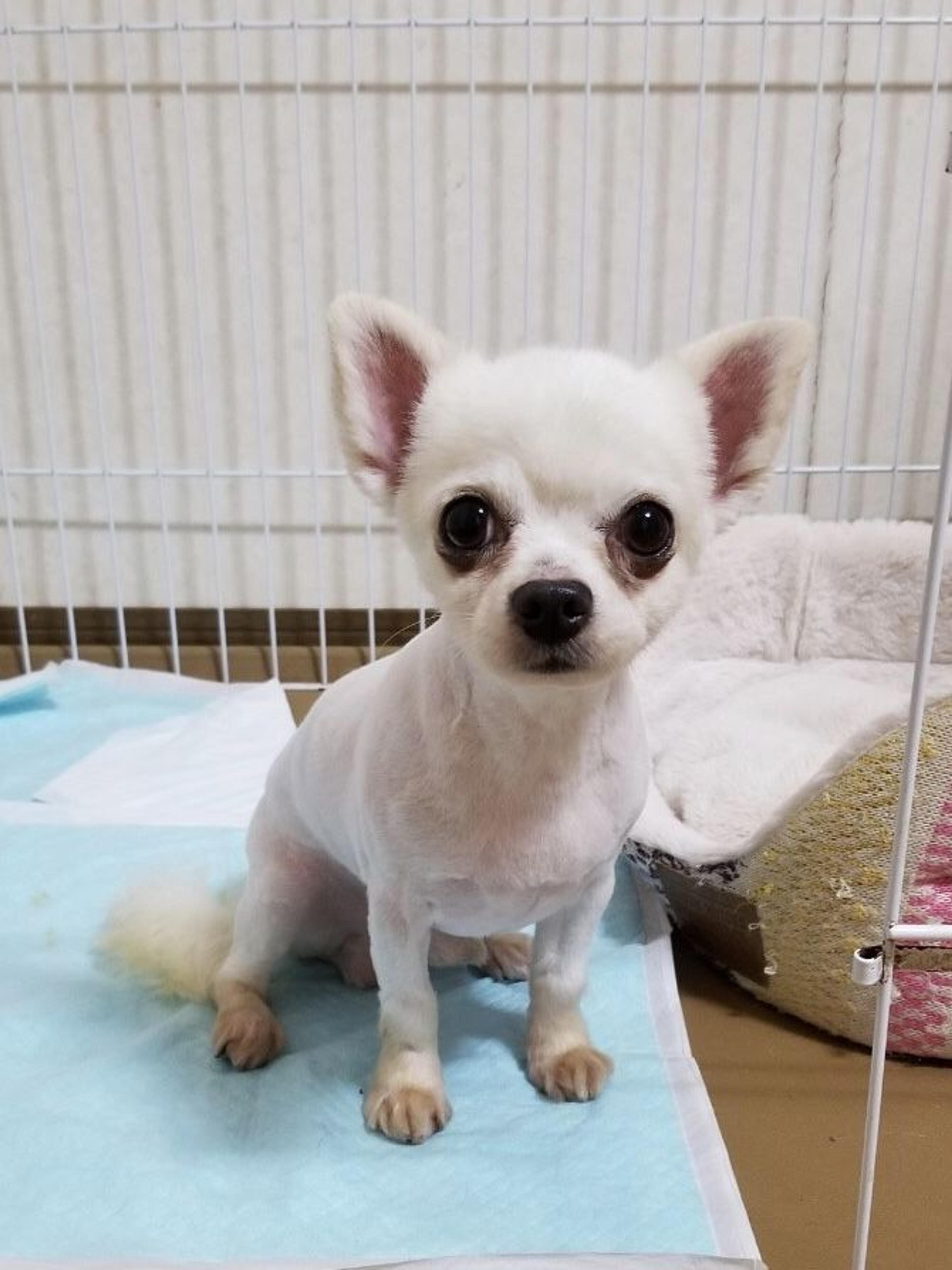 pet-image-2
