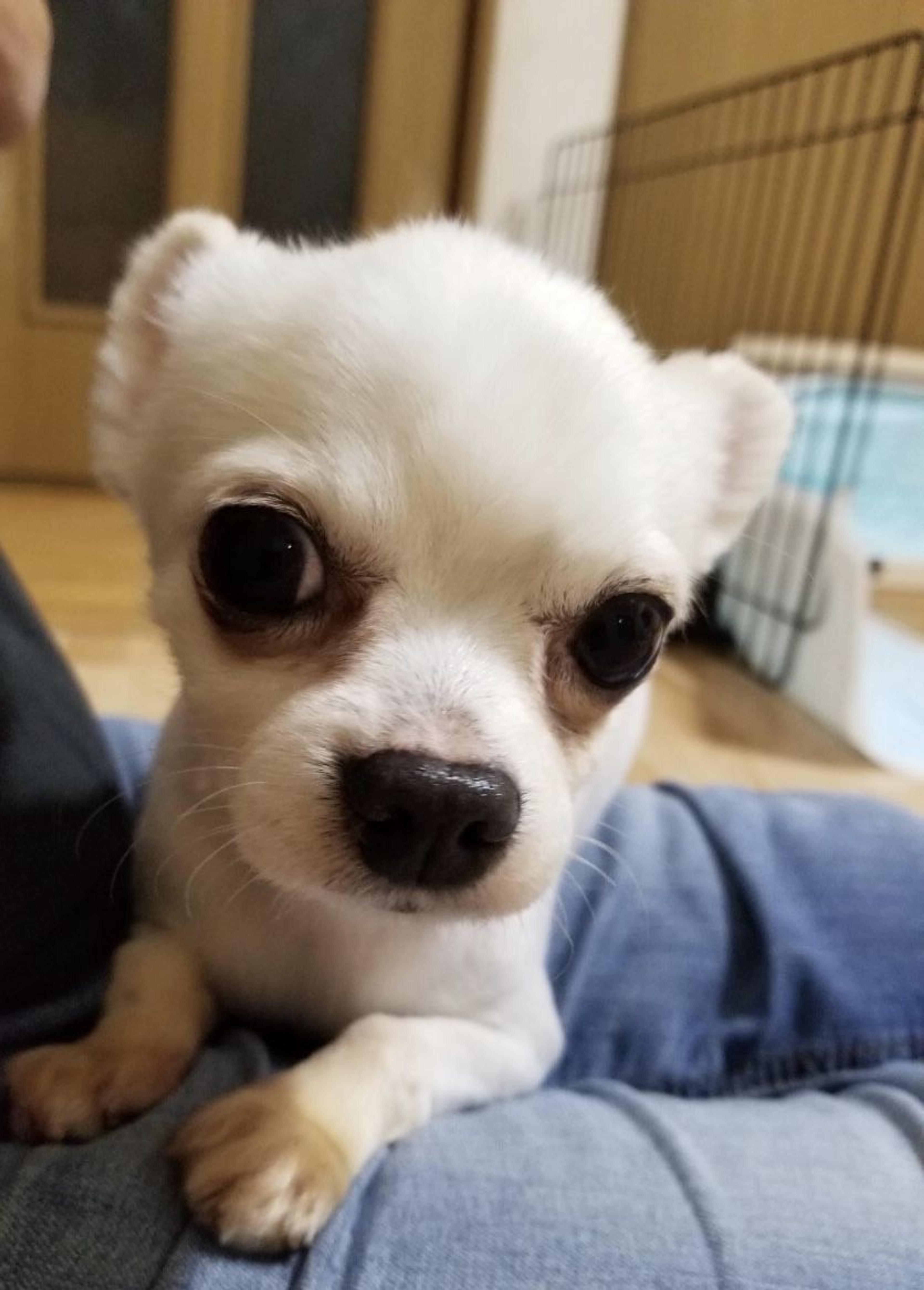 pet-image-3