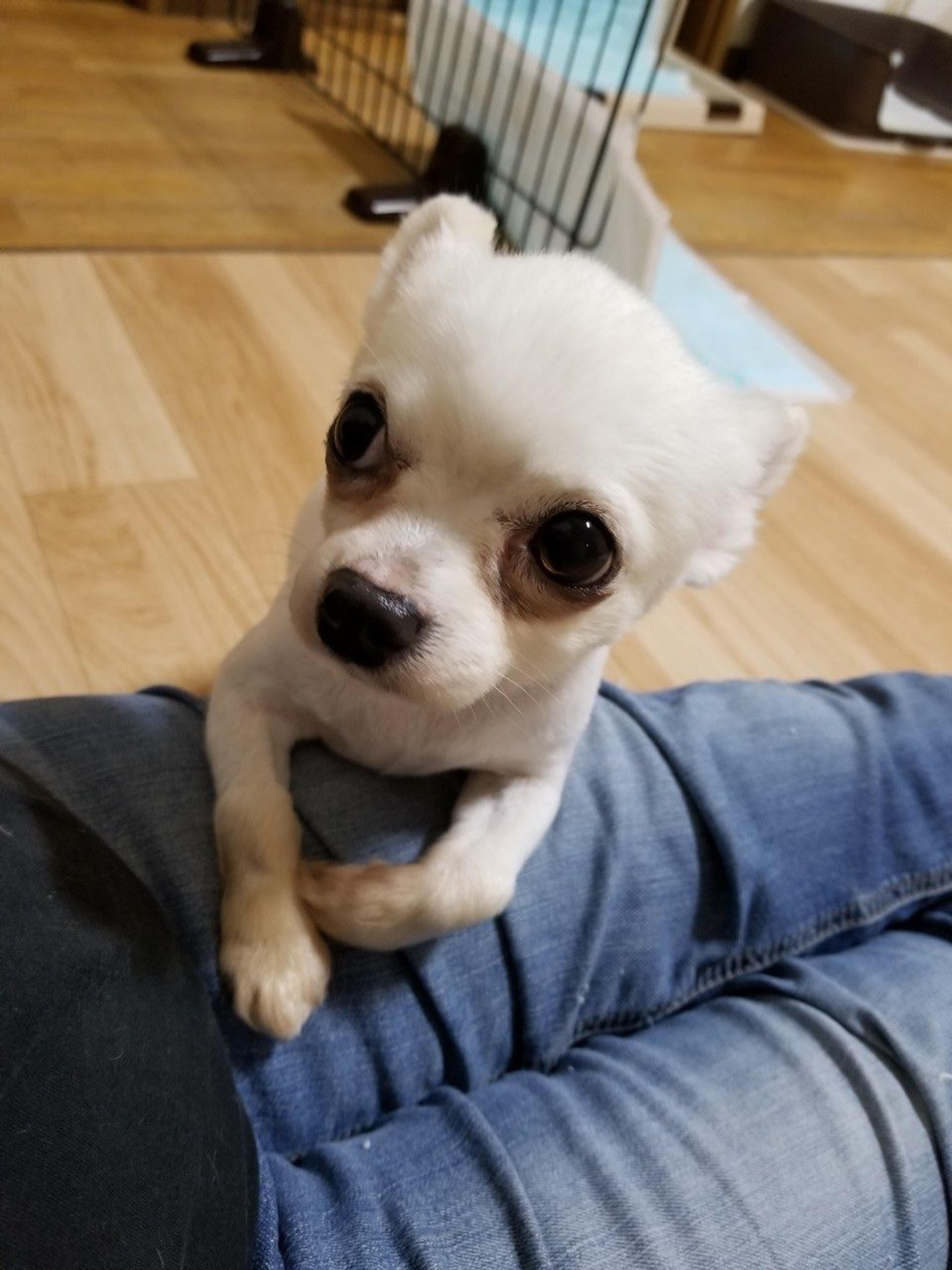 pet-image-4