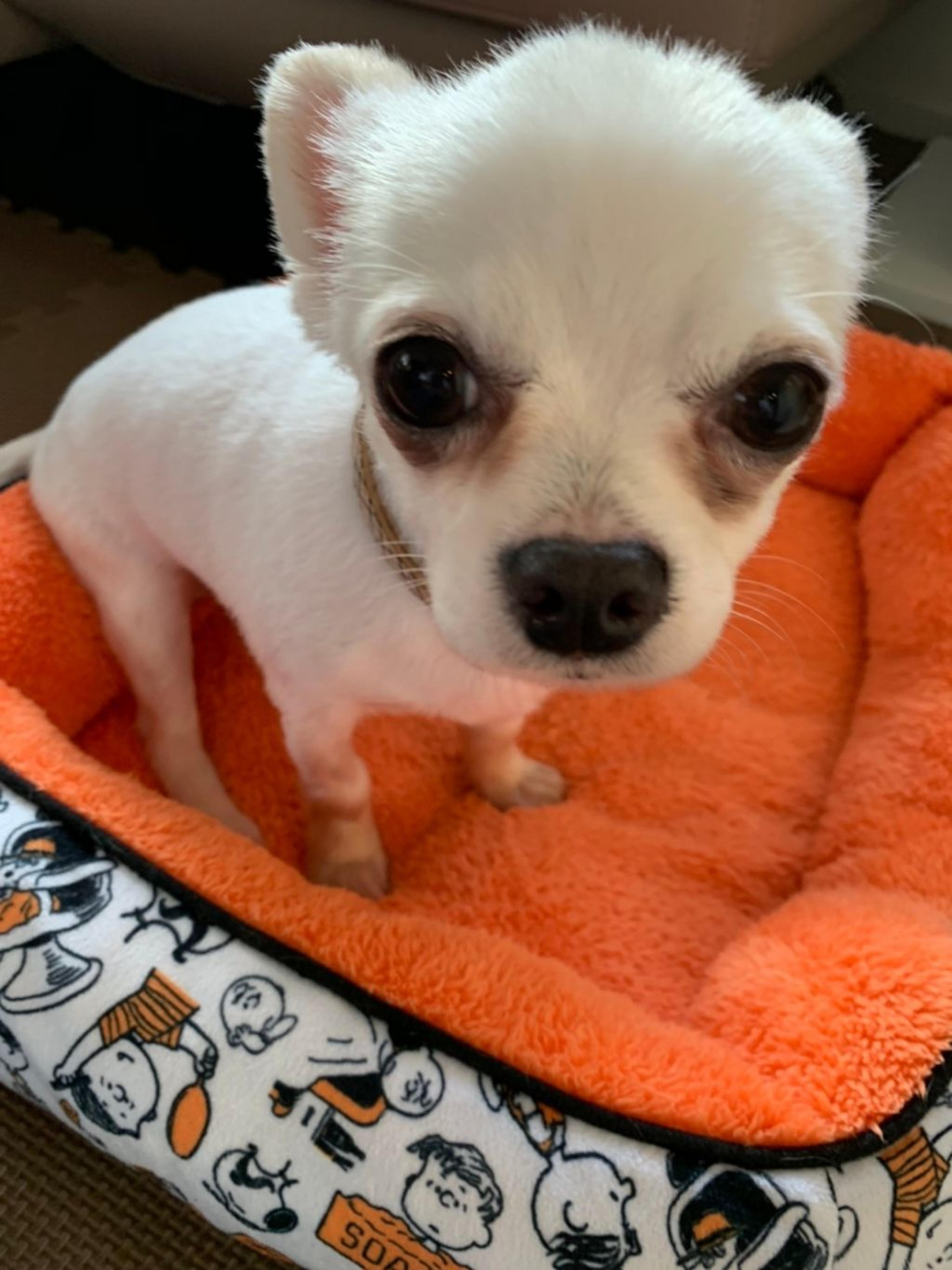 pet-image-5