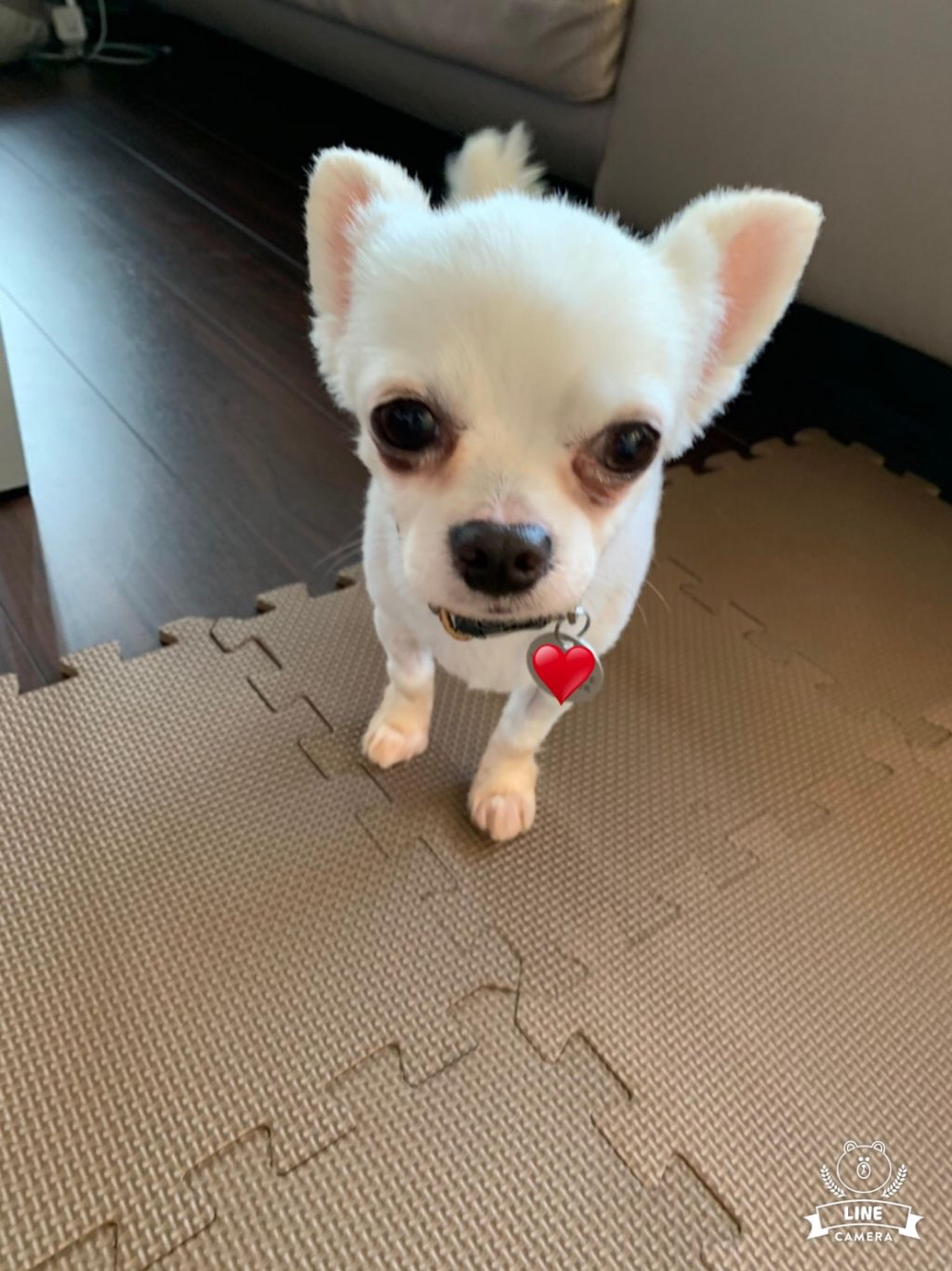 pet-image-6