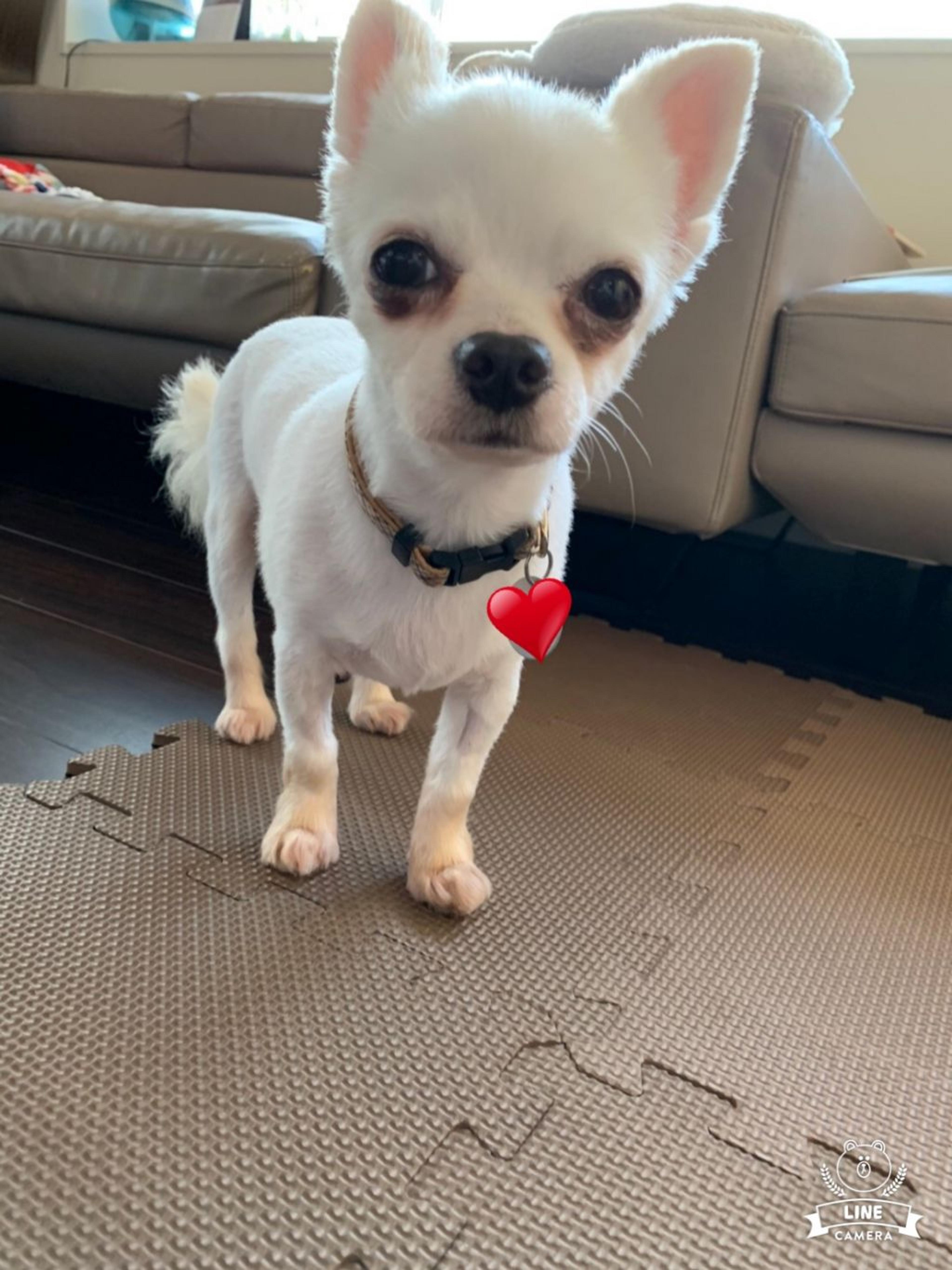 pet-image-7