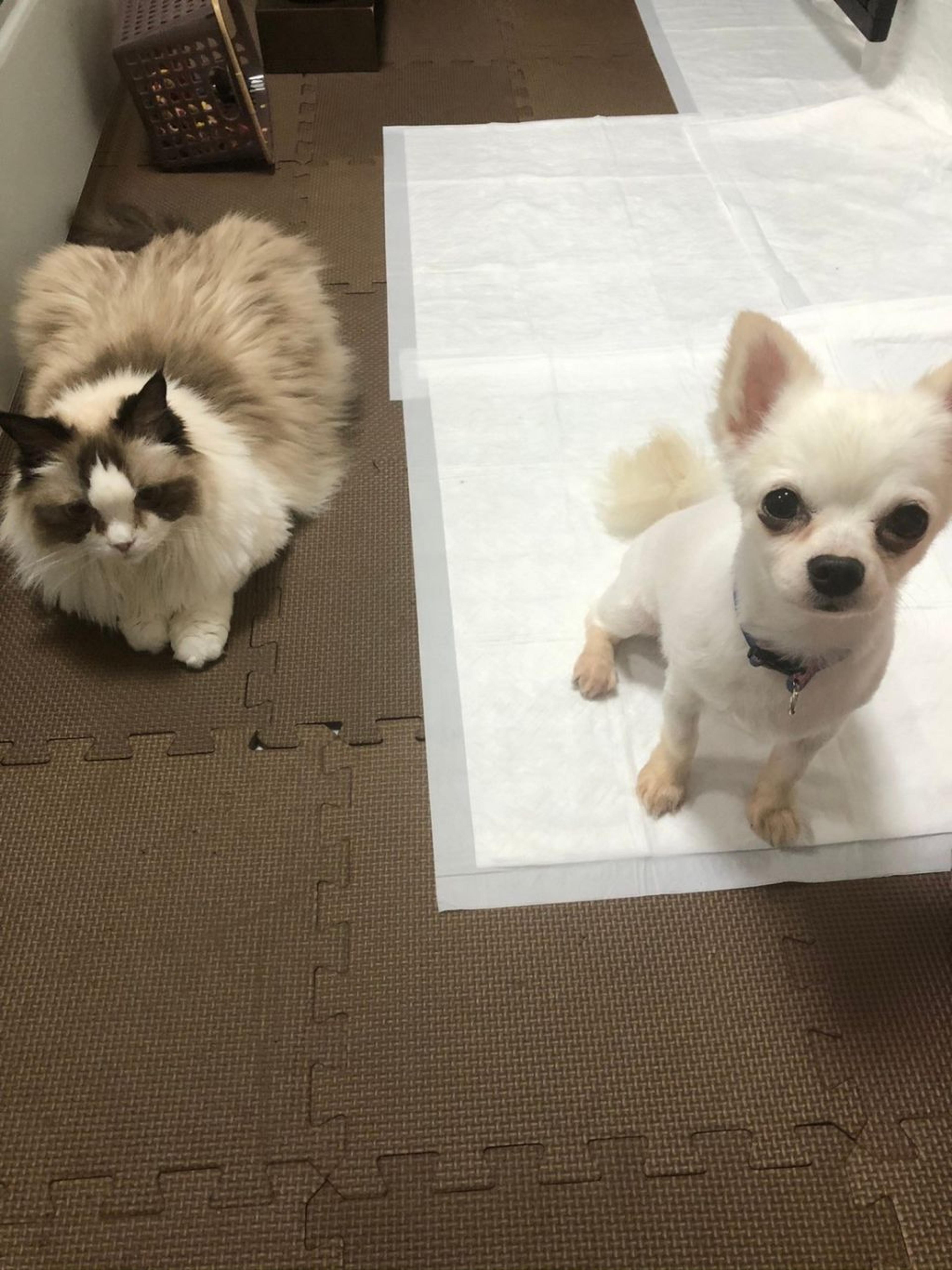 pet-image-8