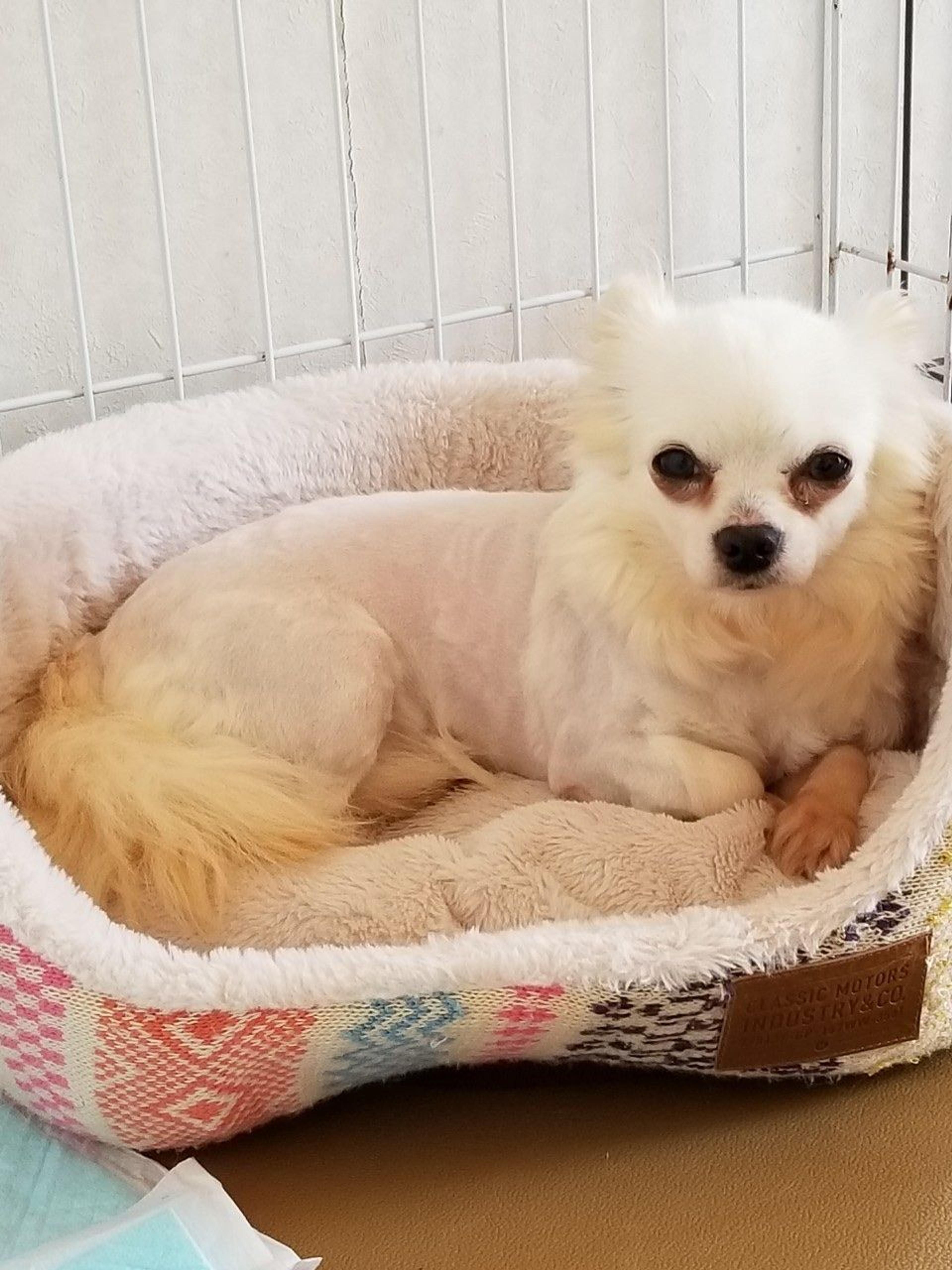 pet-image-9