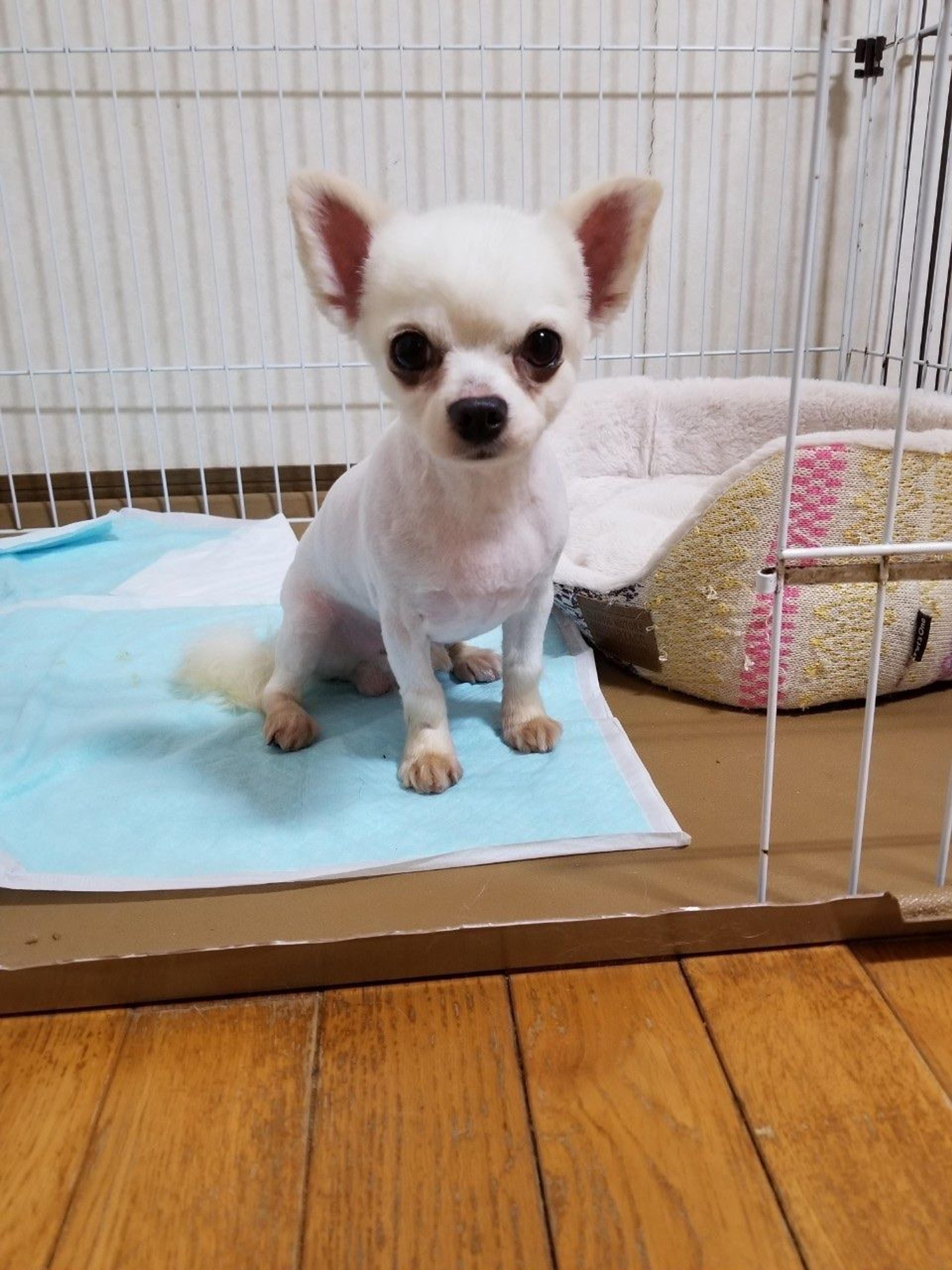 pet-image-10