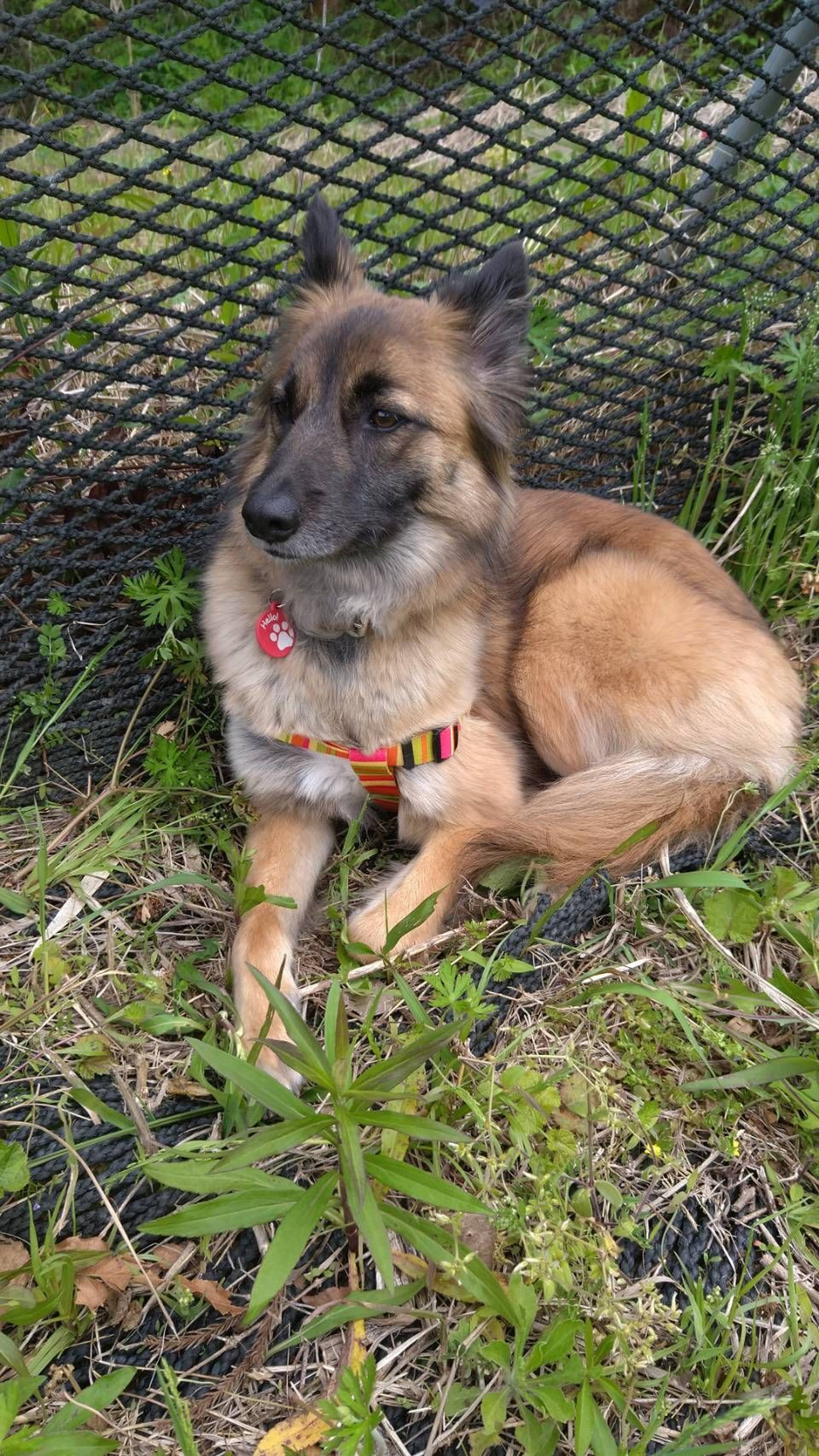 雑種（ミックス犬）・メスの里親募集の写真