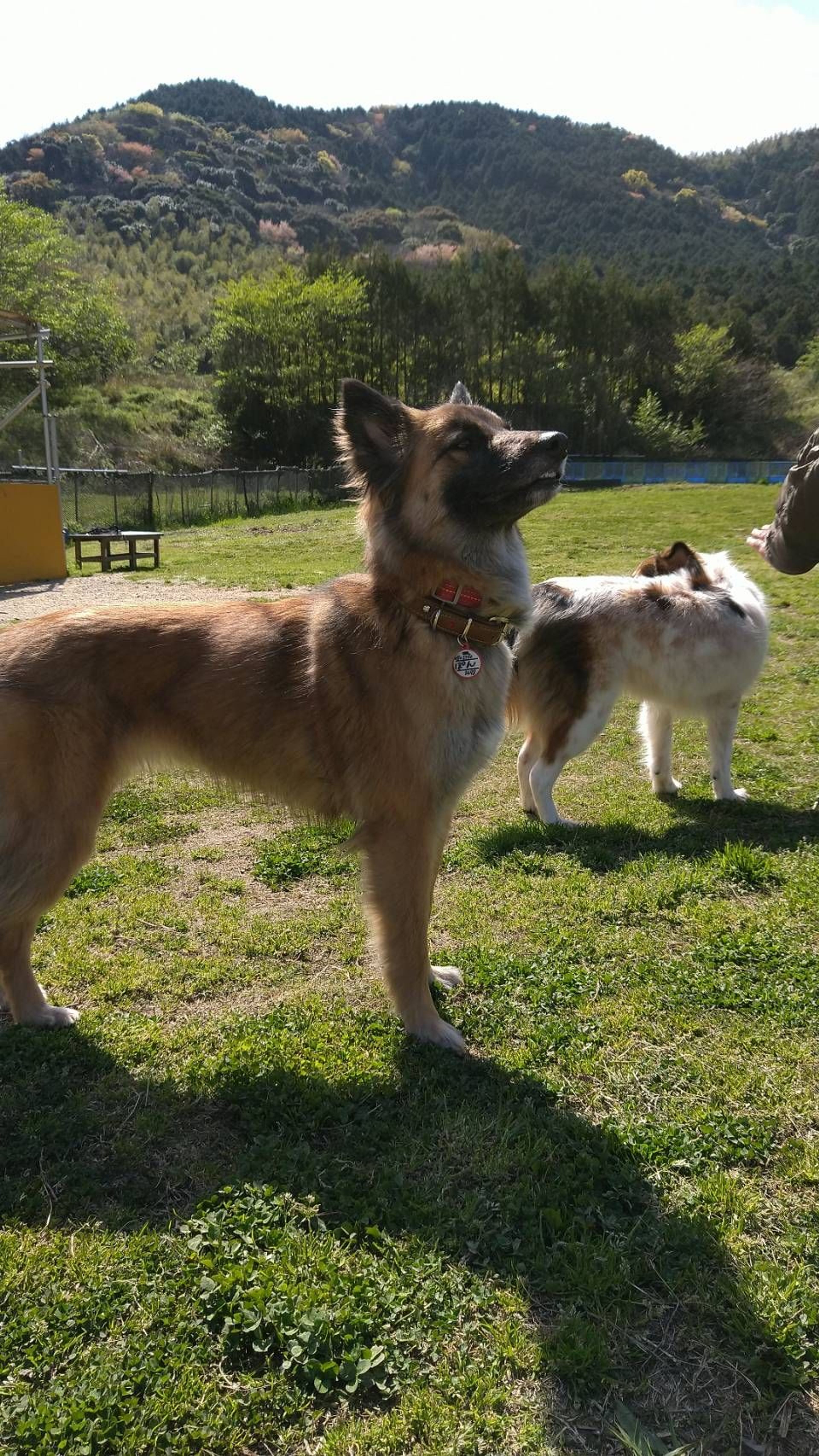 pet-image-2