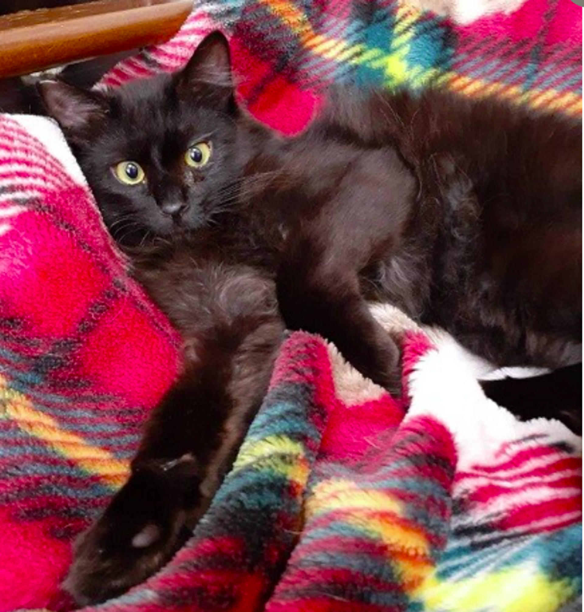 pet-image-3