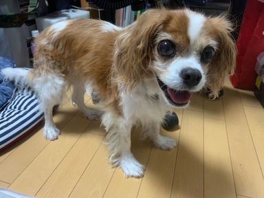 めいの写真