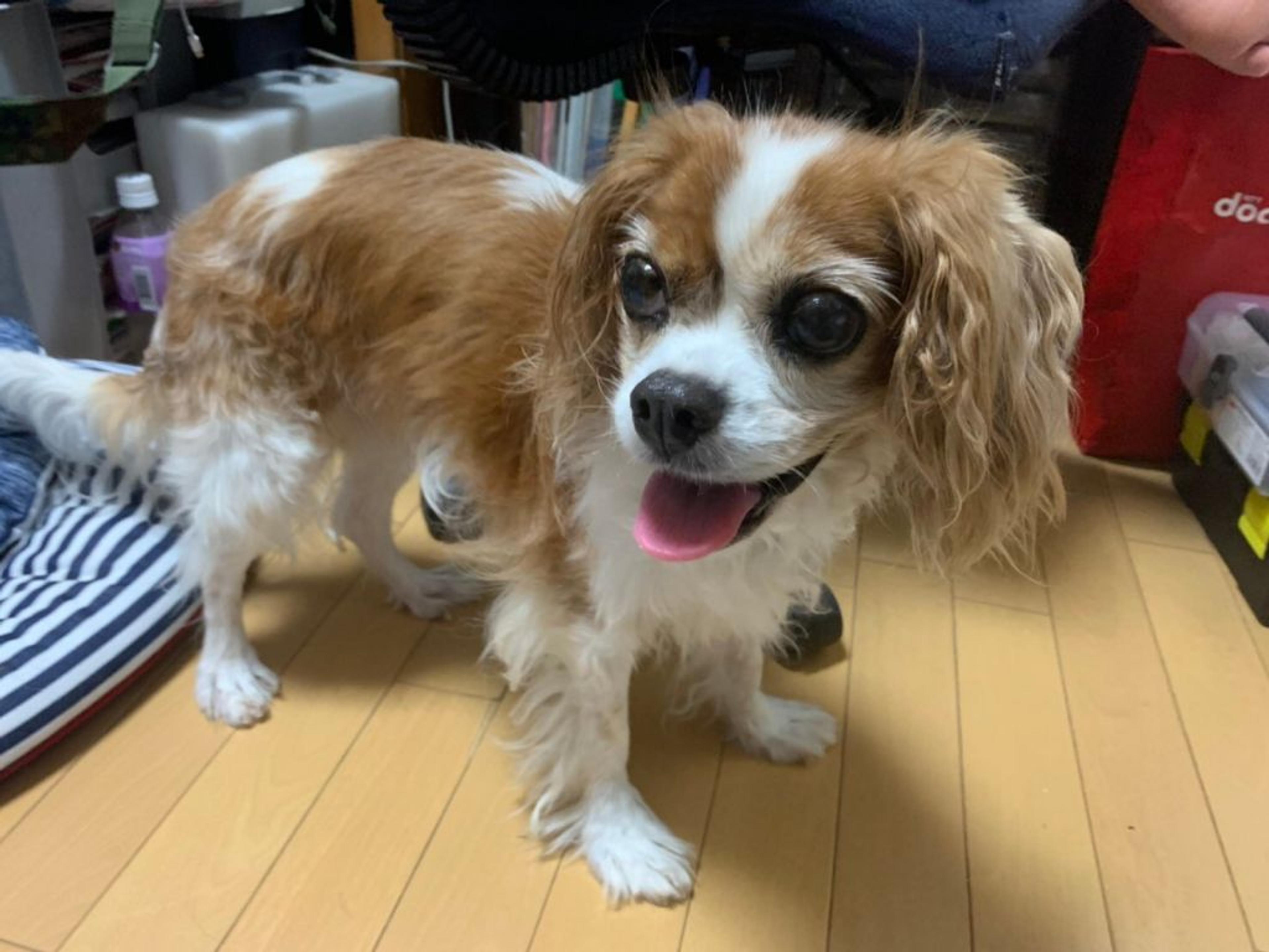 pet-image-2