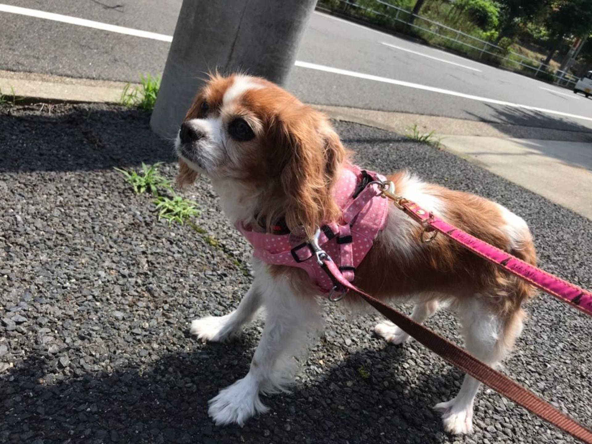 pet-image-3