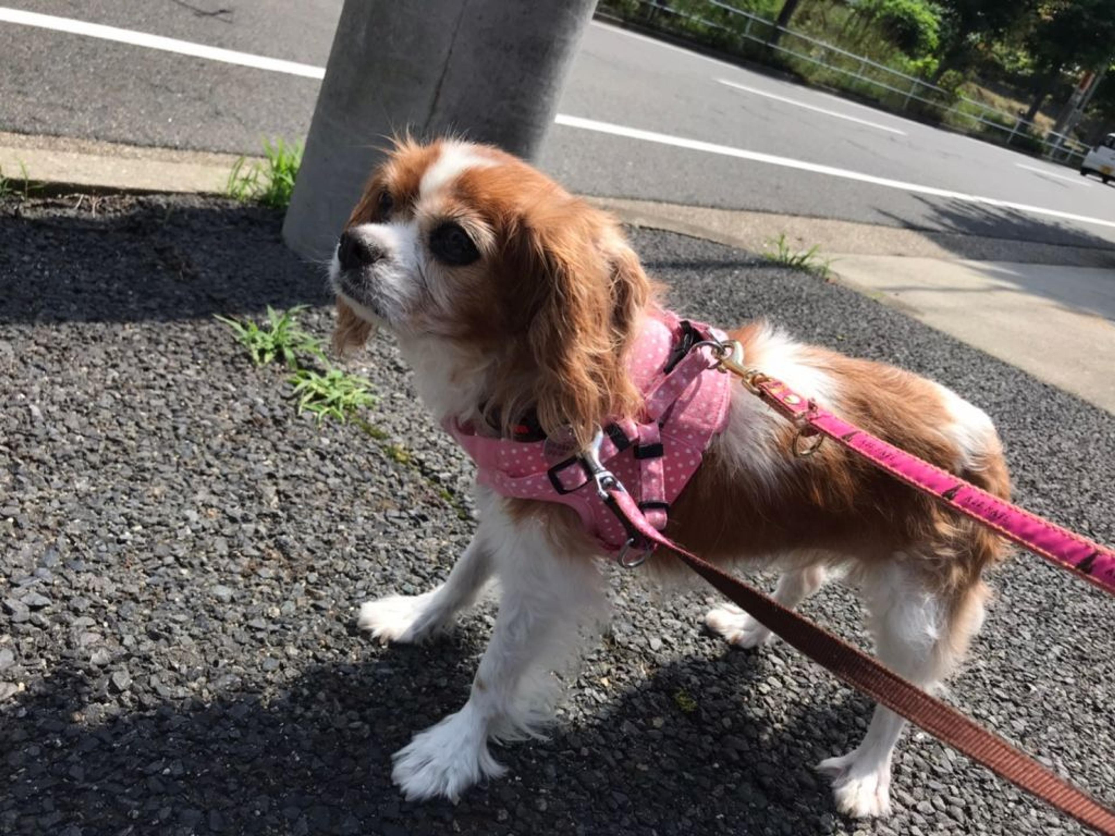 pet-image-3