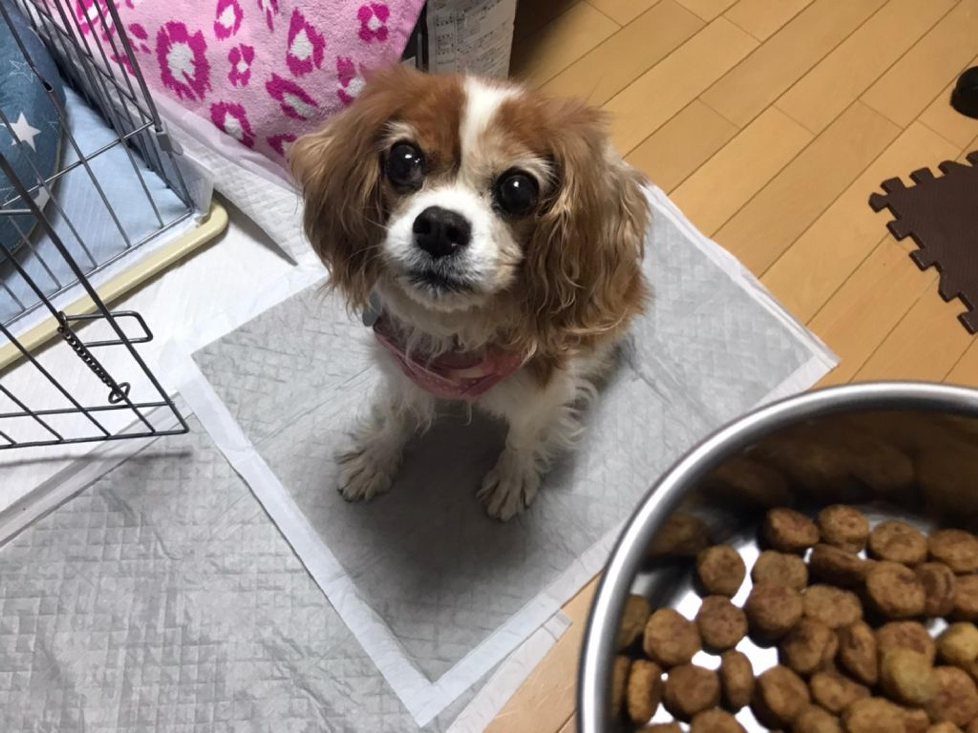 pet-image-4