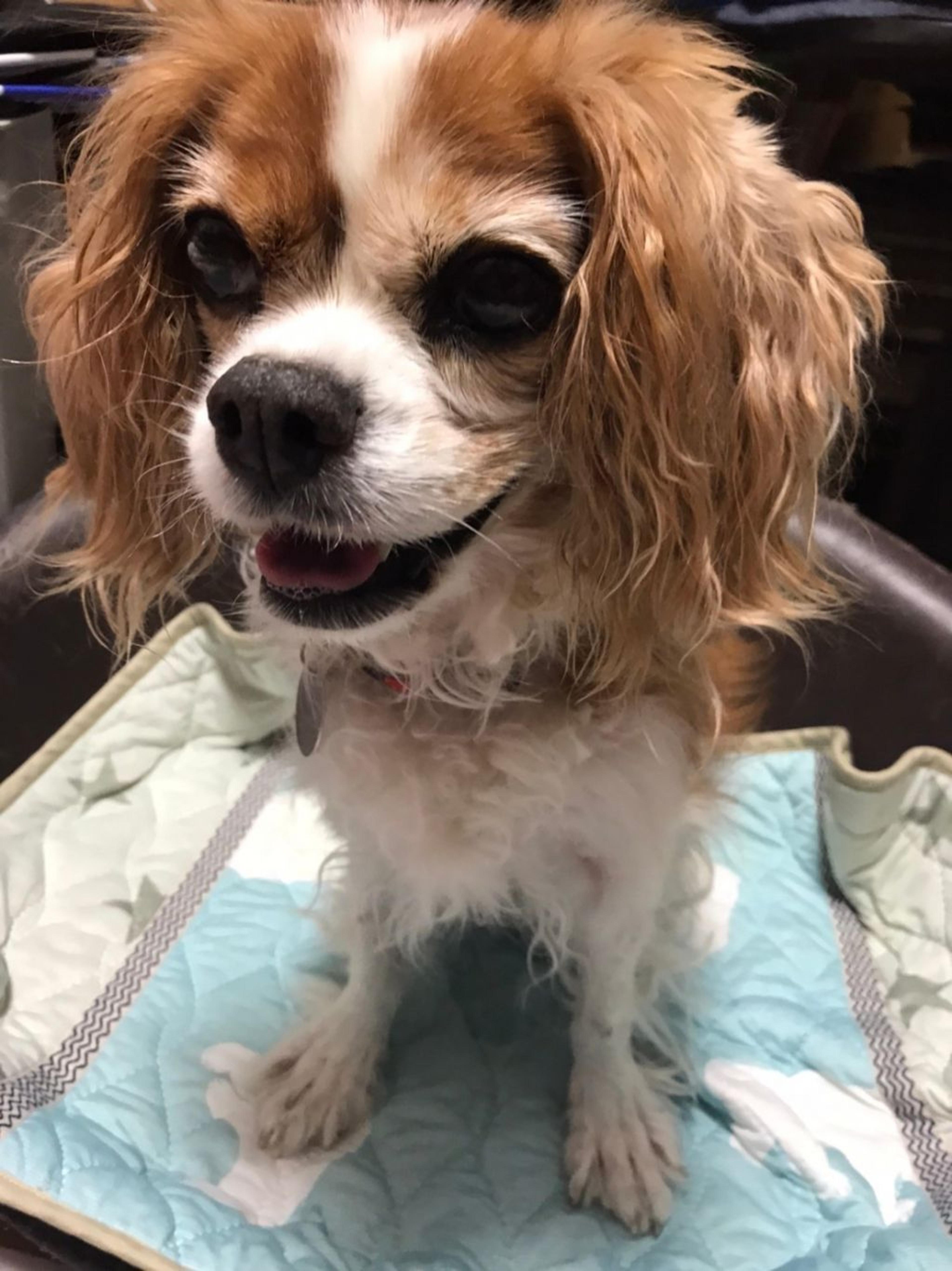 pet-image-6
