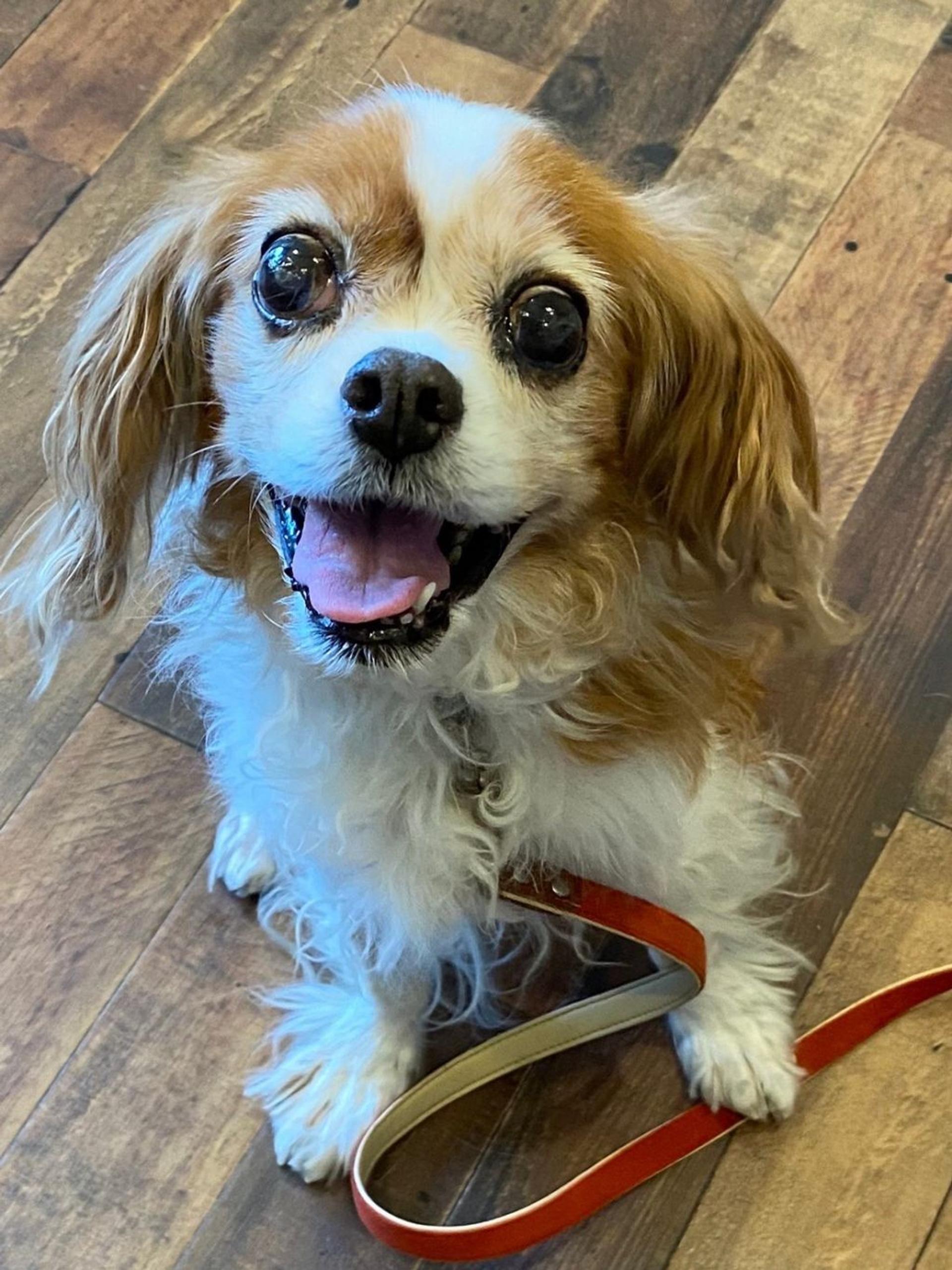 pet-image-9